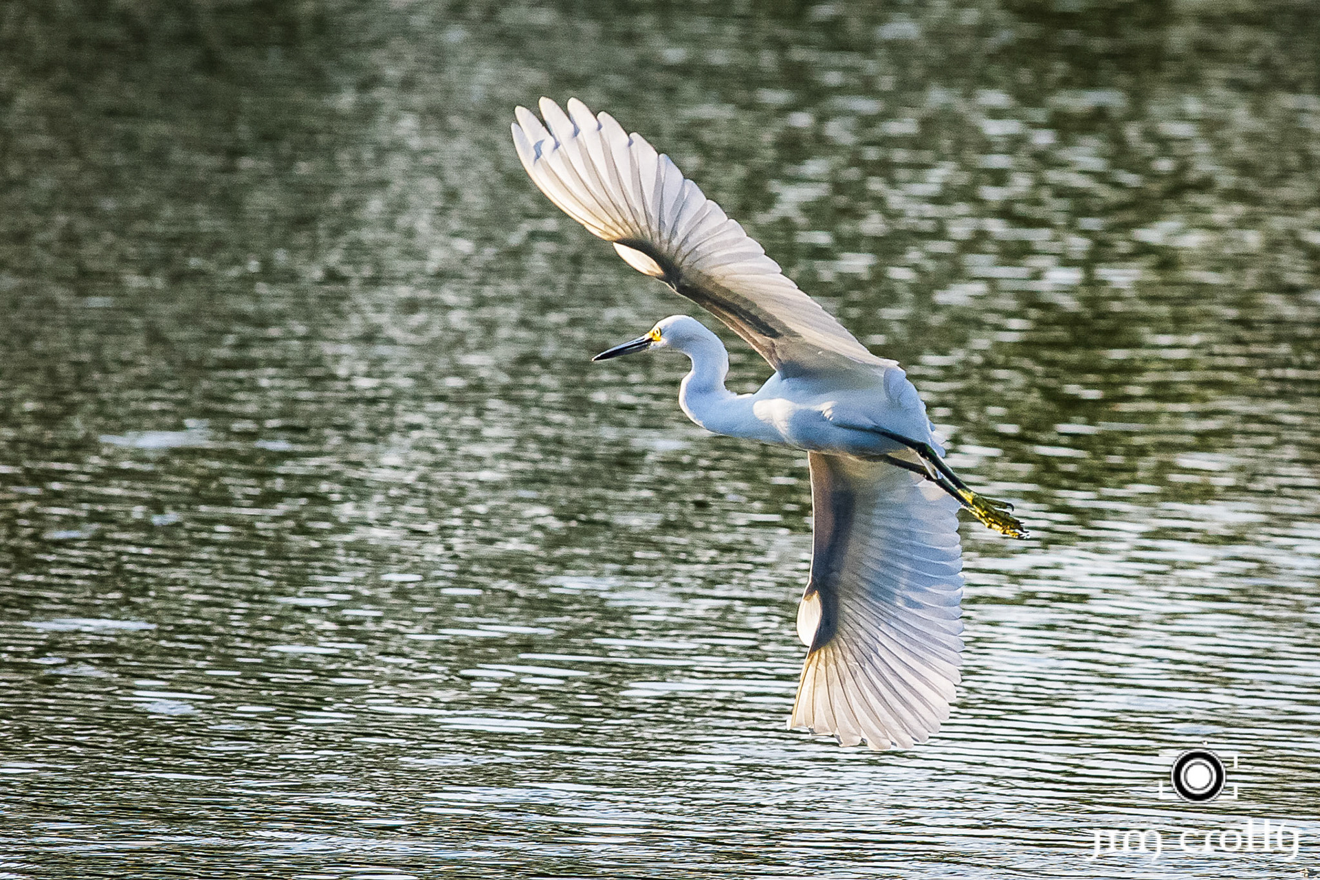 Snowy Egret on Hilton Head by Jim Crotty