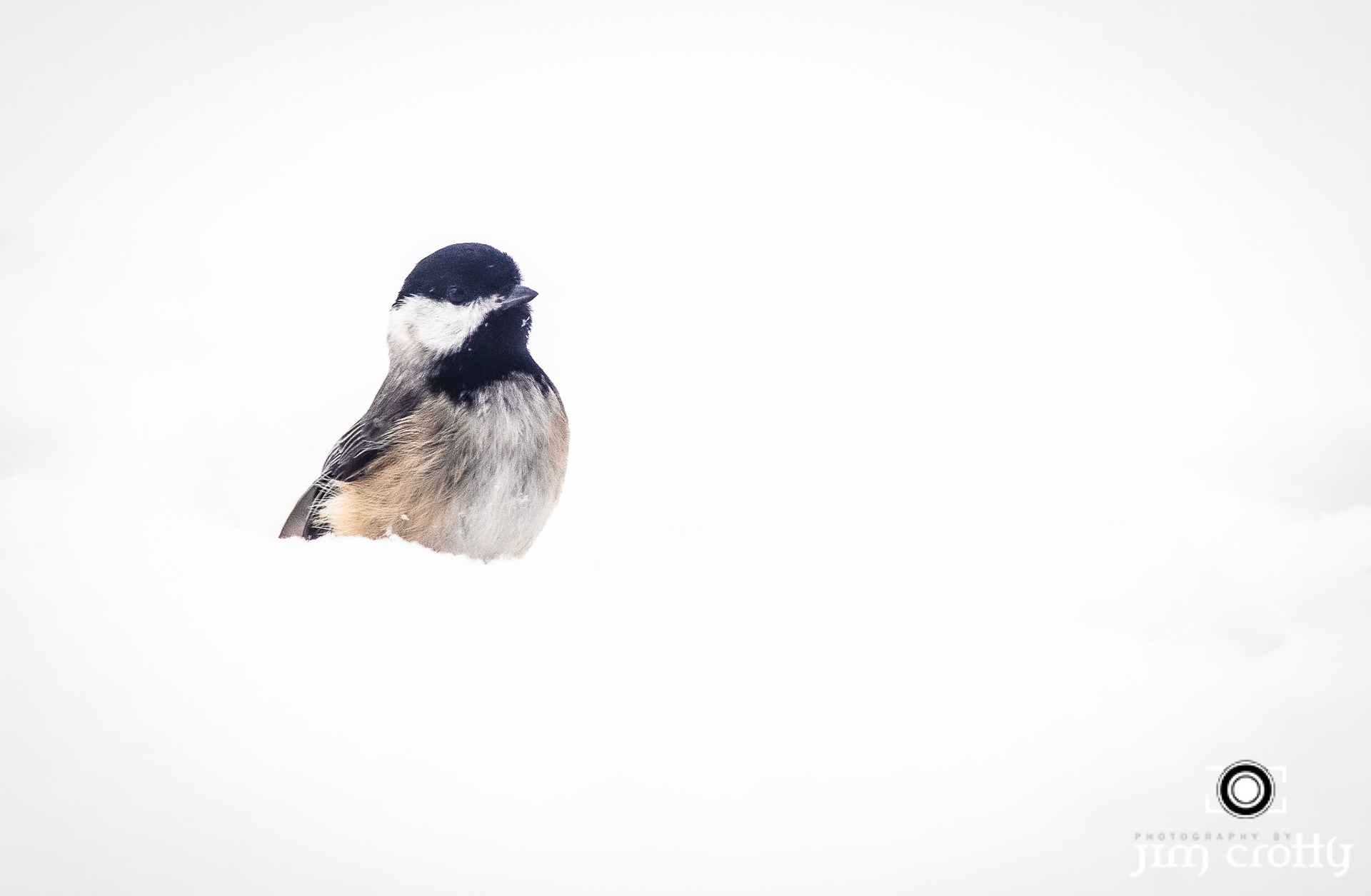 Pair of Eastern Bluebirds in snow during February in Ohio by Jim Crotty