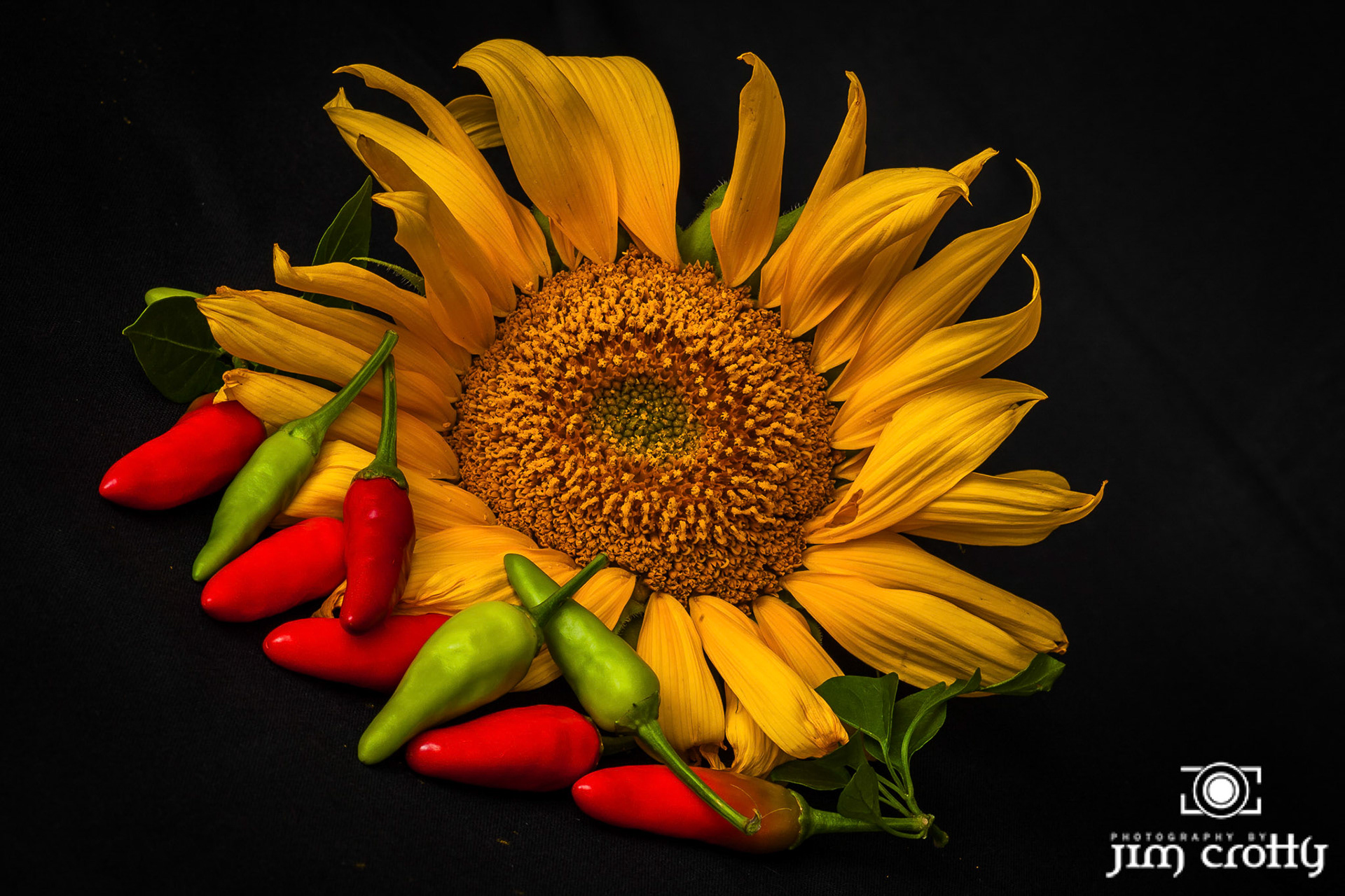 Still Life Studio Photography of Sunflower and Peppers by Jim Crotty
