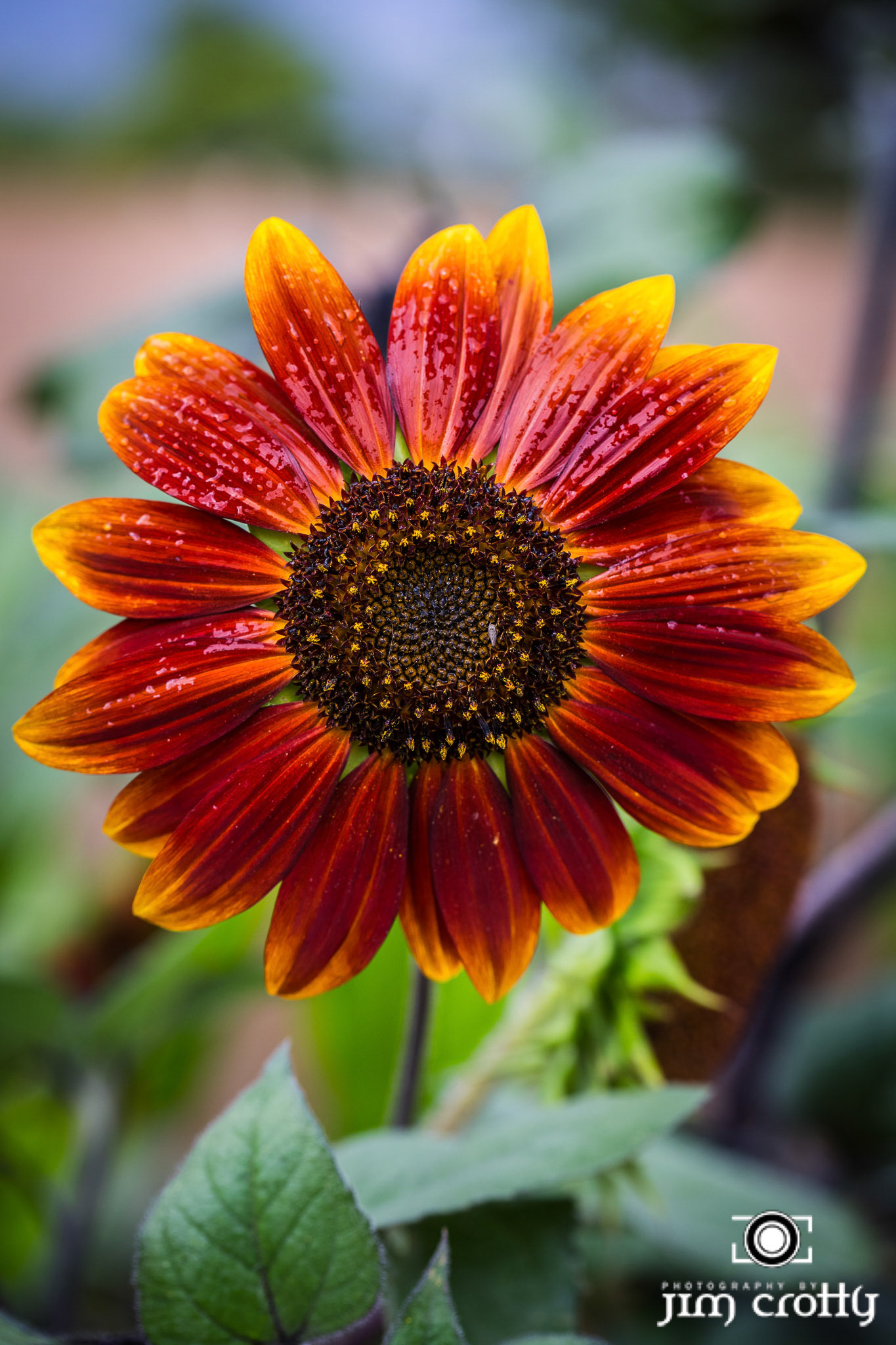 Sunflowers in church garden in Taos, New Mexico