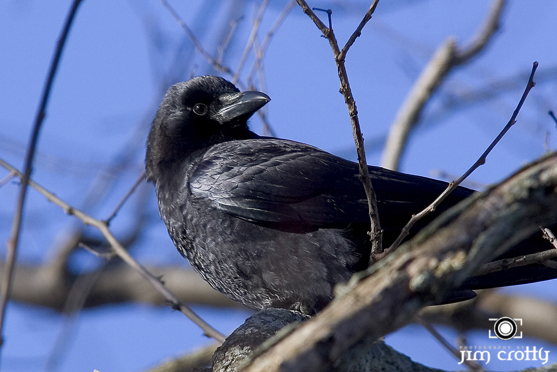 Avian Photography by Jim Crotty