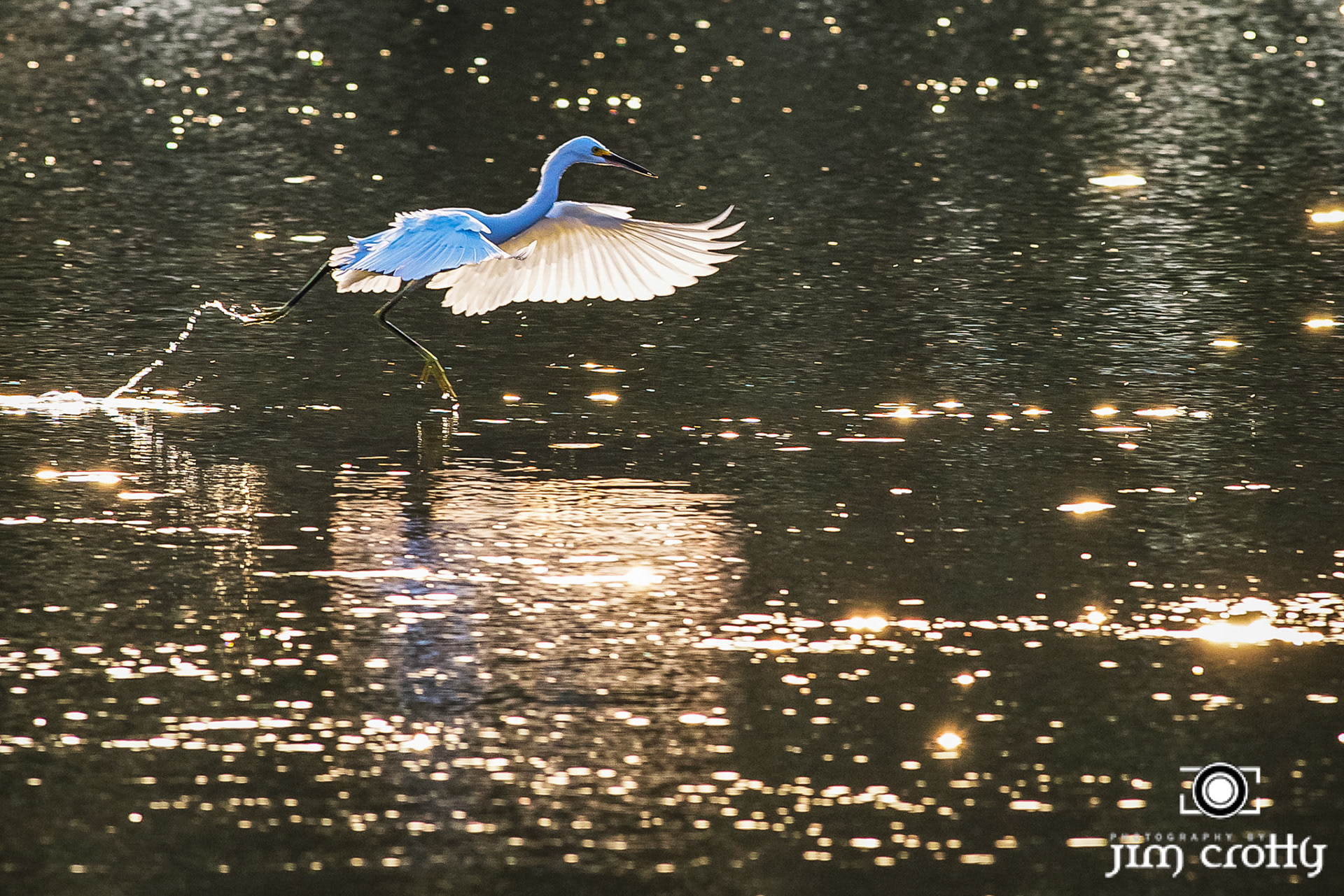 Autumn nature and wildlife in Sea Pines Plantation on Hilton Head Island by Jim Crotty