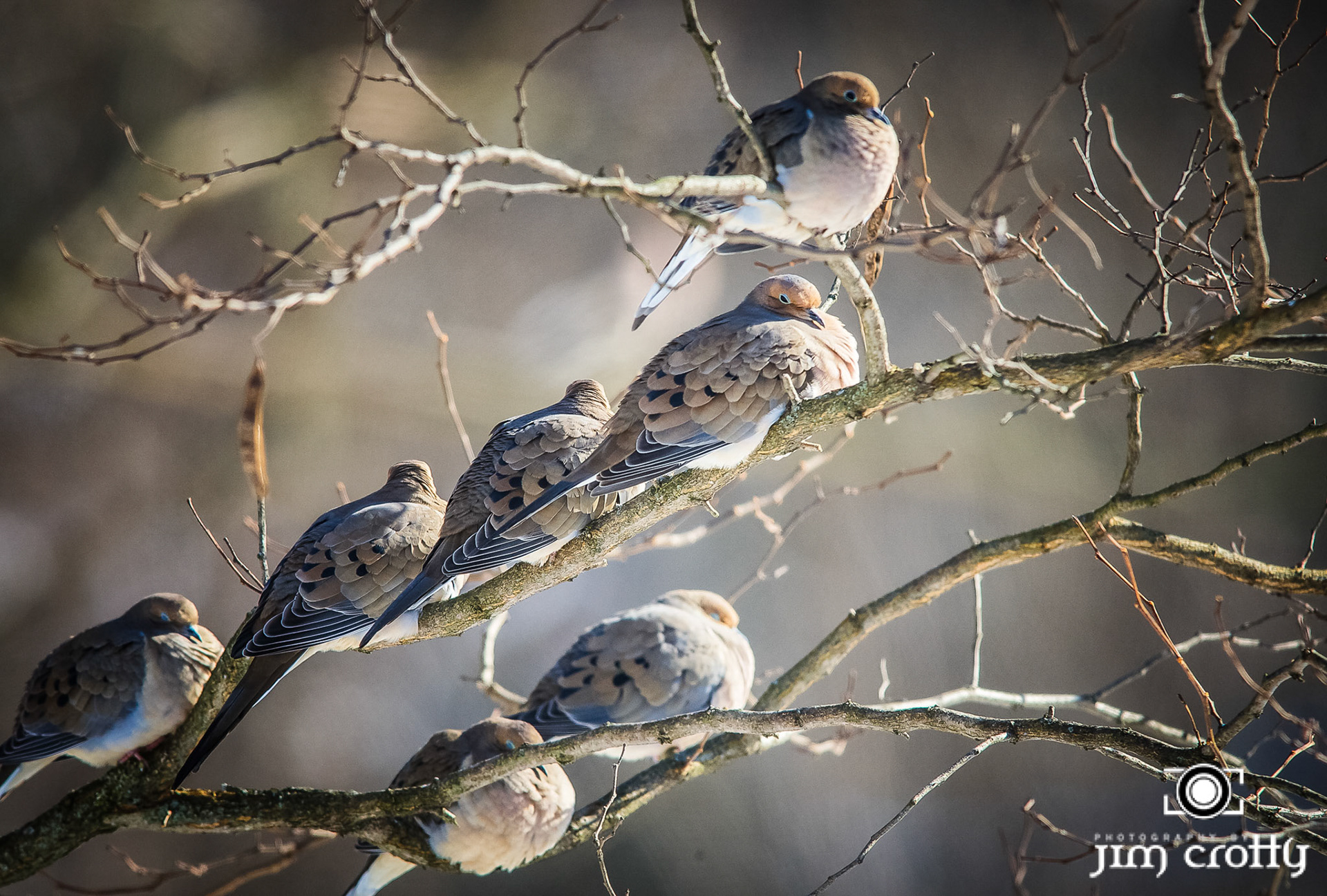 Mourning Doves roosting in winter sun by Jim Crotty