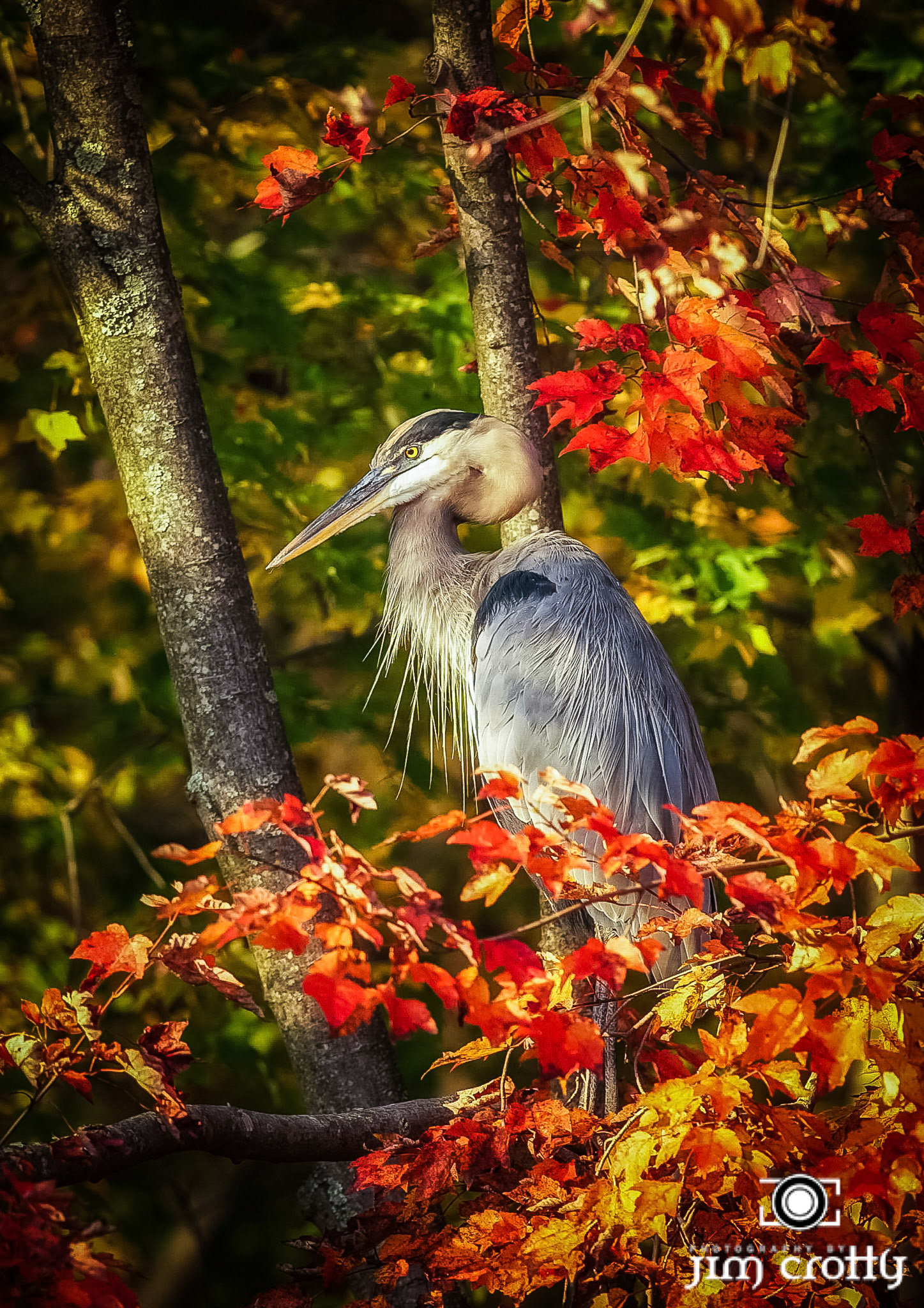 Great Blue Heron in Maple on the shores of Lake Logan in Hocking Hills Ohio by Jim Crotty