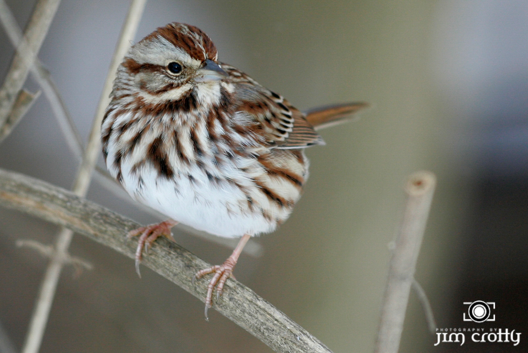 Fox Sparrow photographed near feeder in yard in Kettering Ohio by Jim CrottyAvian Photography by Jim Crotty