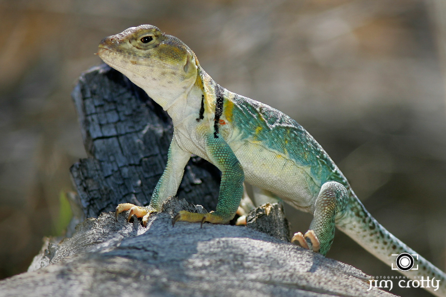 Yellow-Headed Collared Lizard in Colorado National Monument photographed by Jim Crotty
