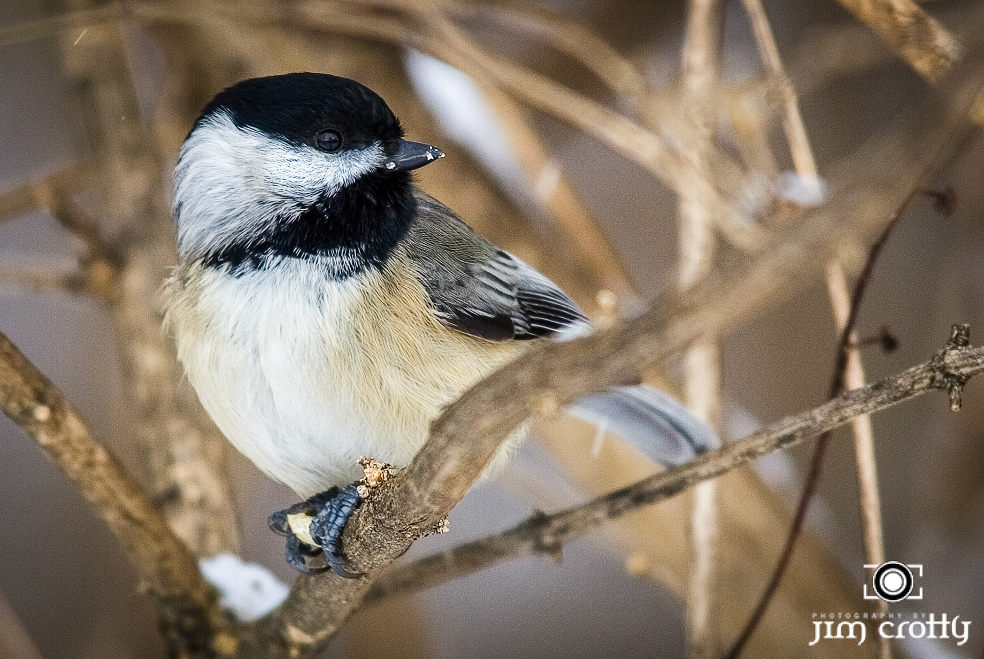 Avian Photography by Jim Crotty