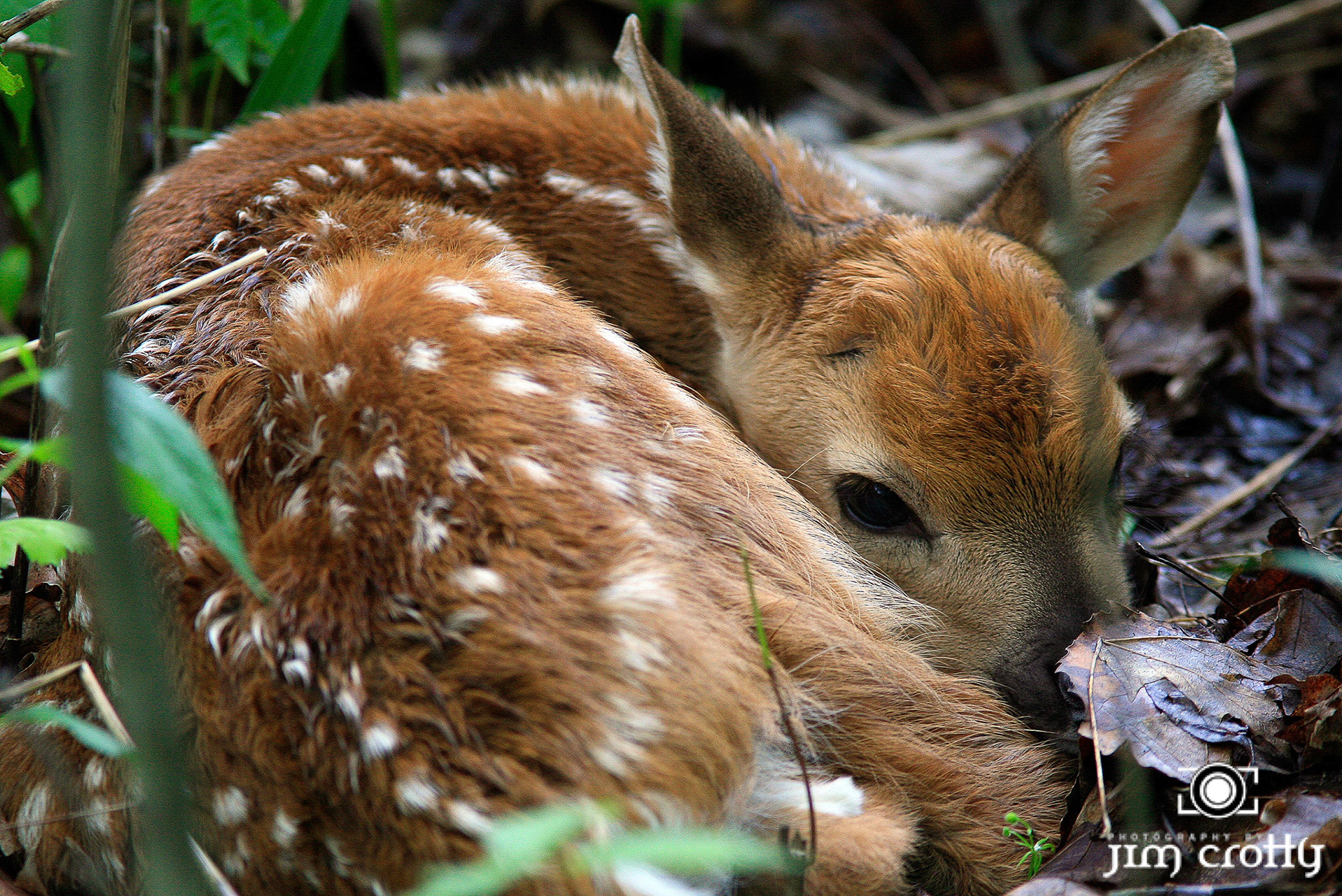Deer fawn photographed in Cuyahoga Valley National Park by Jim Crotty