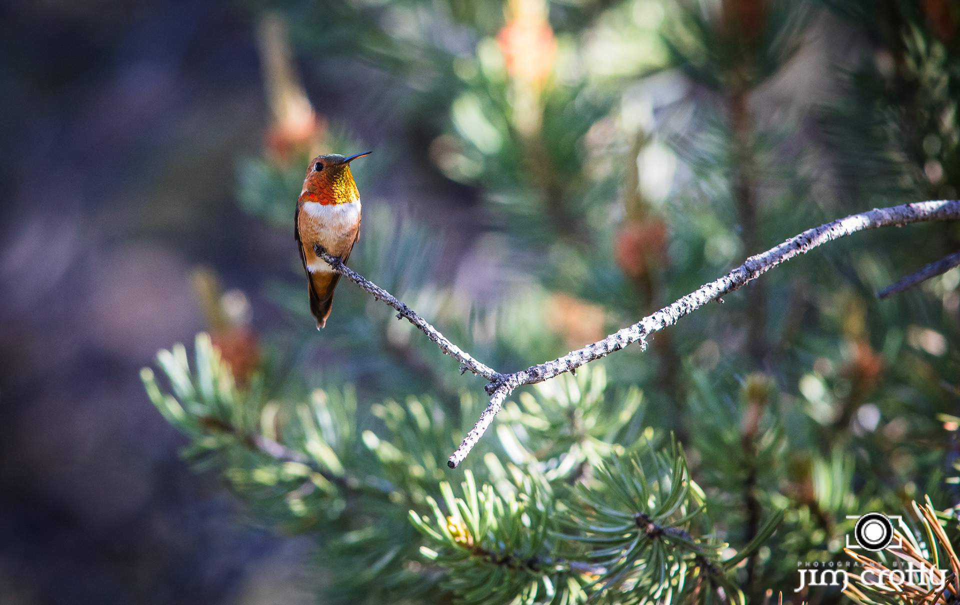 RufousHummingbird
