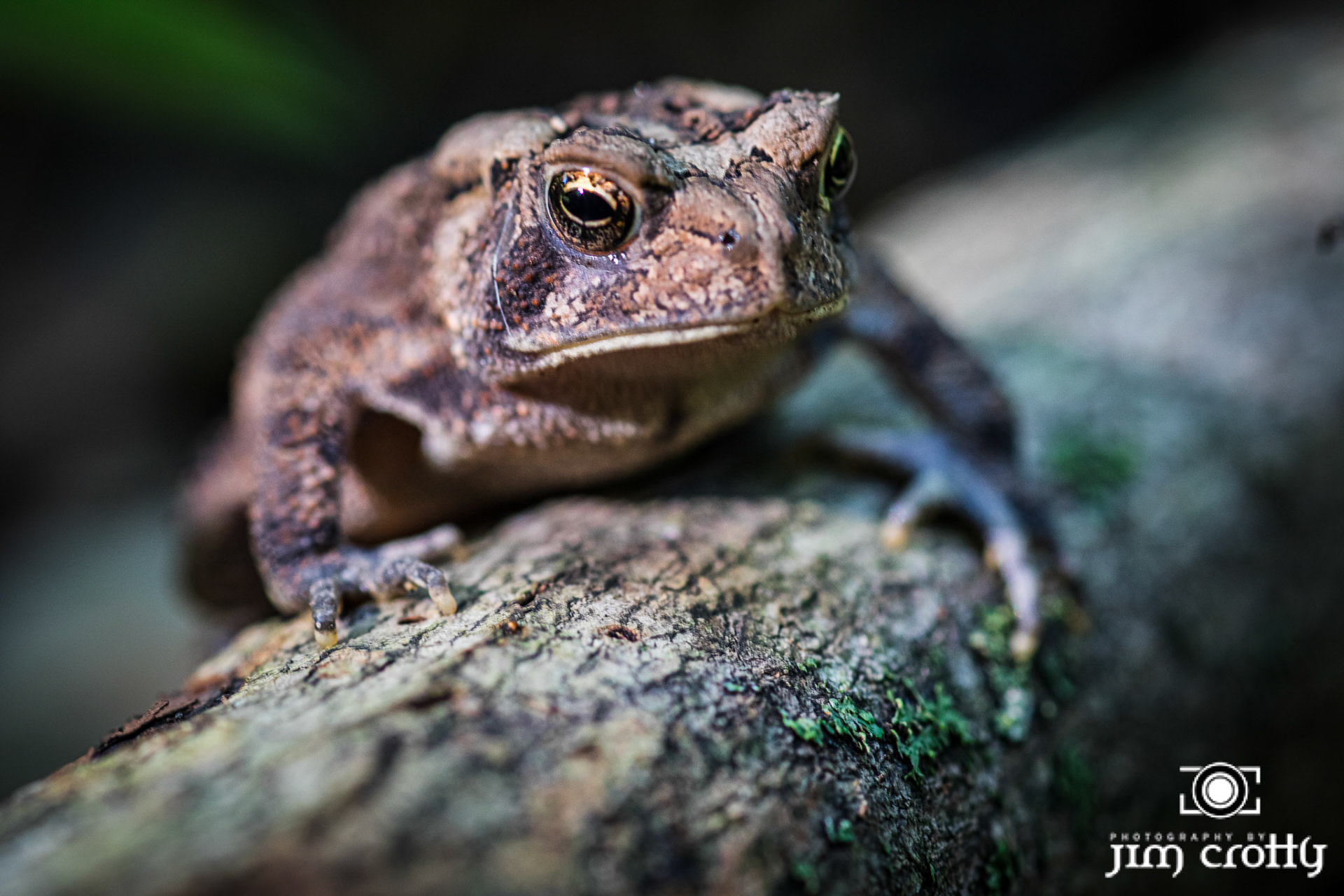 AmericanToad
