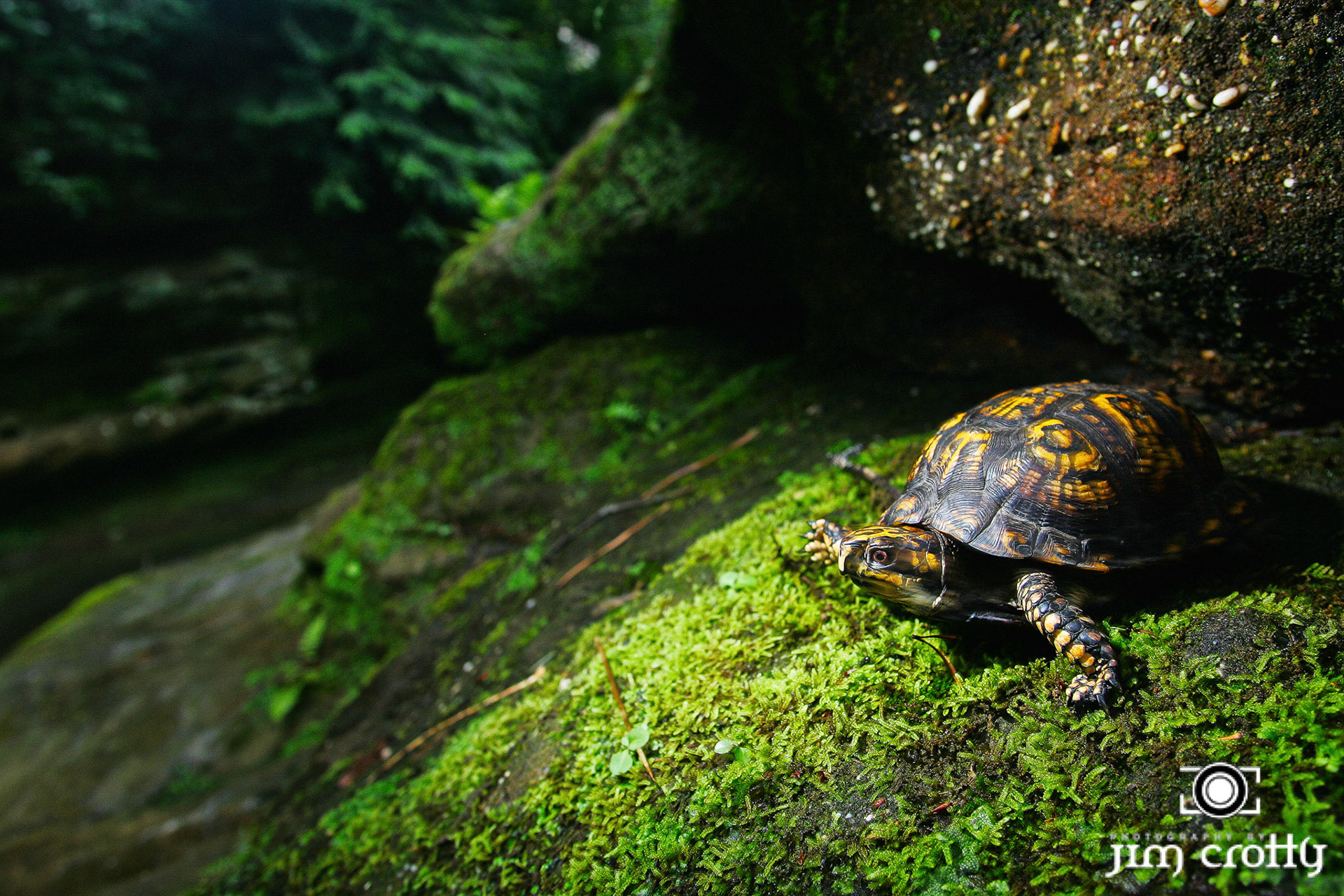 Box Turtle in Hocking Hills State Park Ohio photographed by Jim Crotty