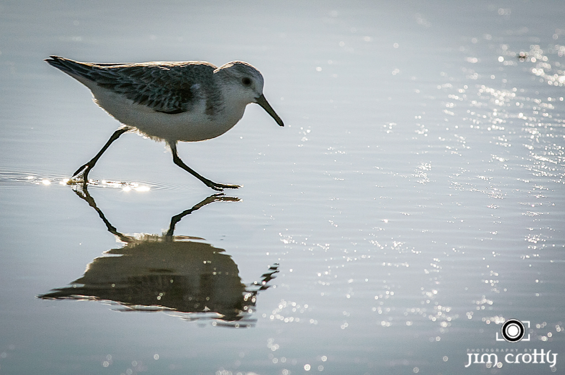 Avian Photography by Jim Crotty