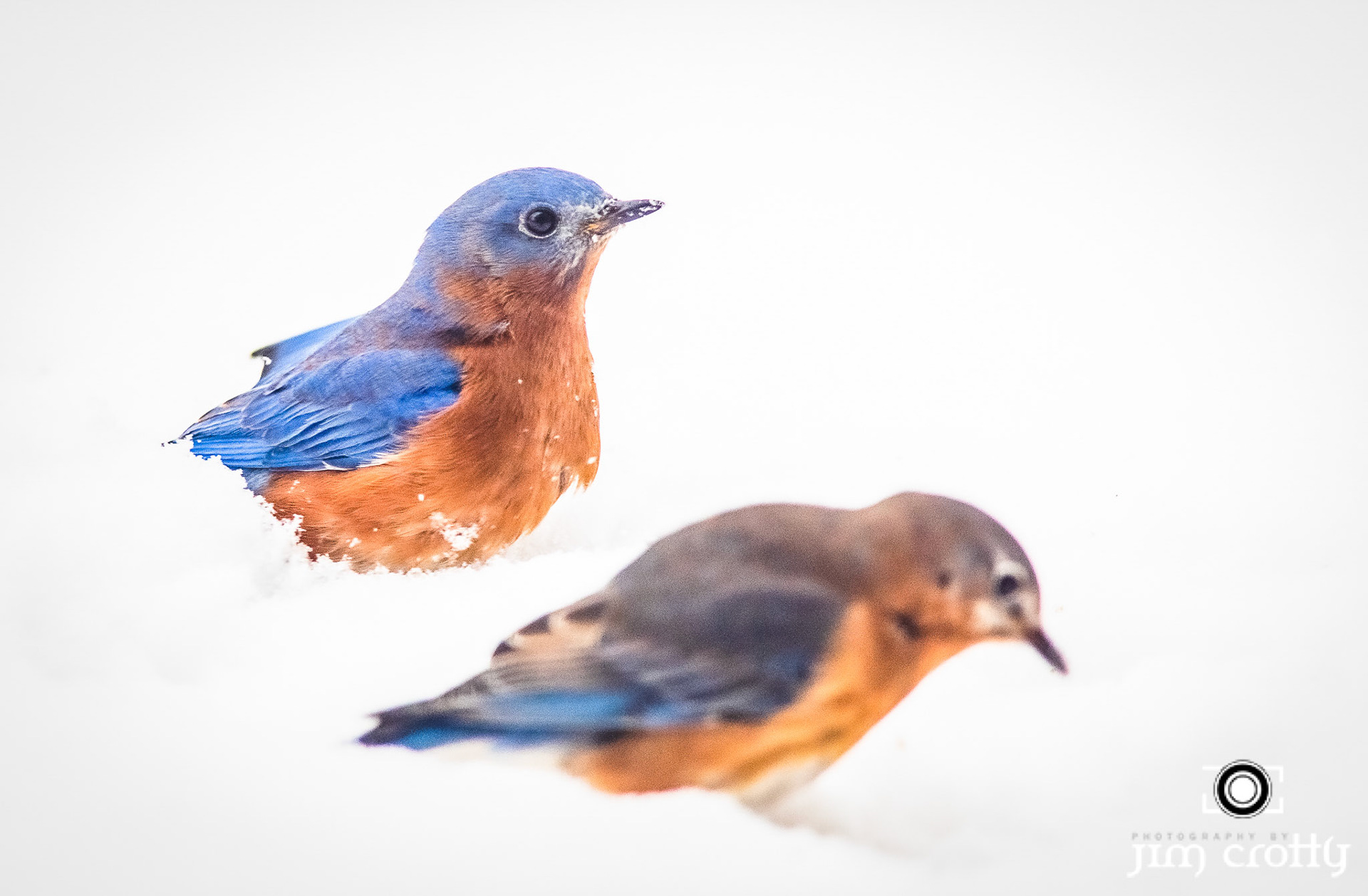 Pair of Eastern Bluebirds in snow during February in Ohio by Jim Crotty