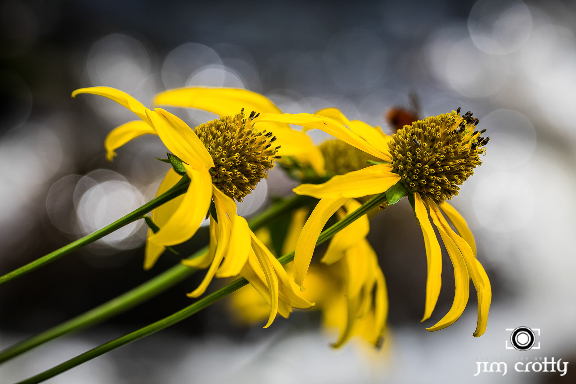 Meadow grass, flowers, and sky at Eagle Nest Lake, New Mexico by Jim Crotty