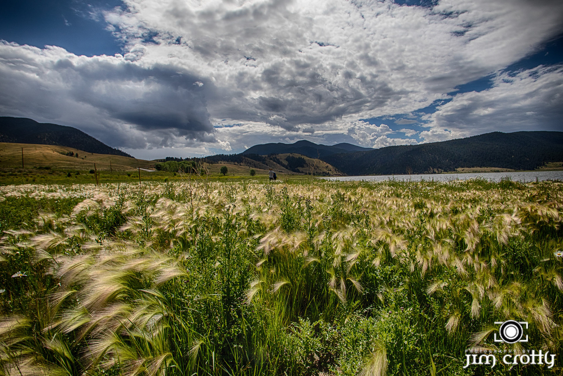 Meadow grass, flowers, and sky at Eagle Nest Lake, New Mexico by Jim Crotty