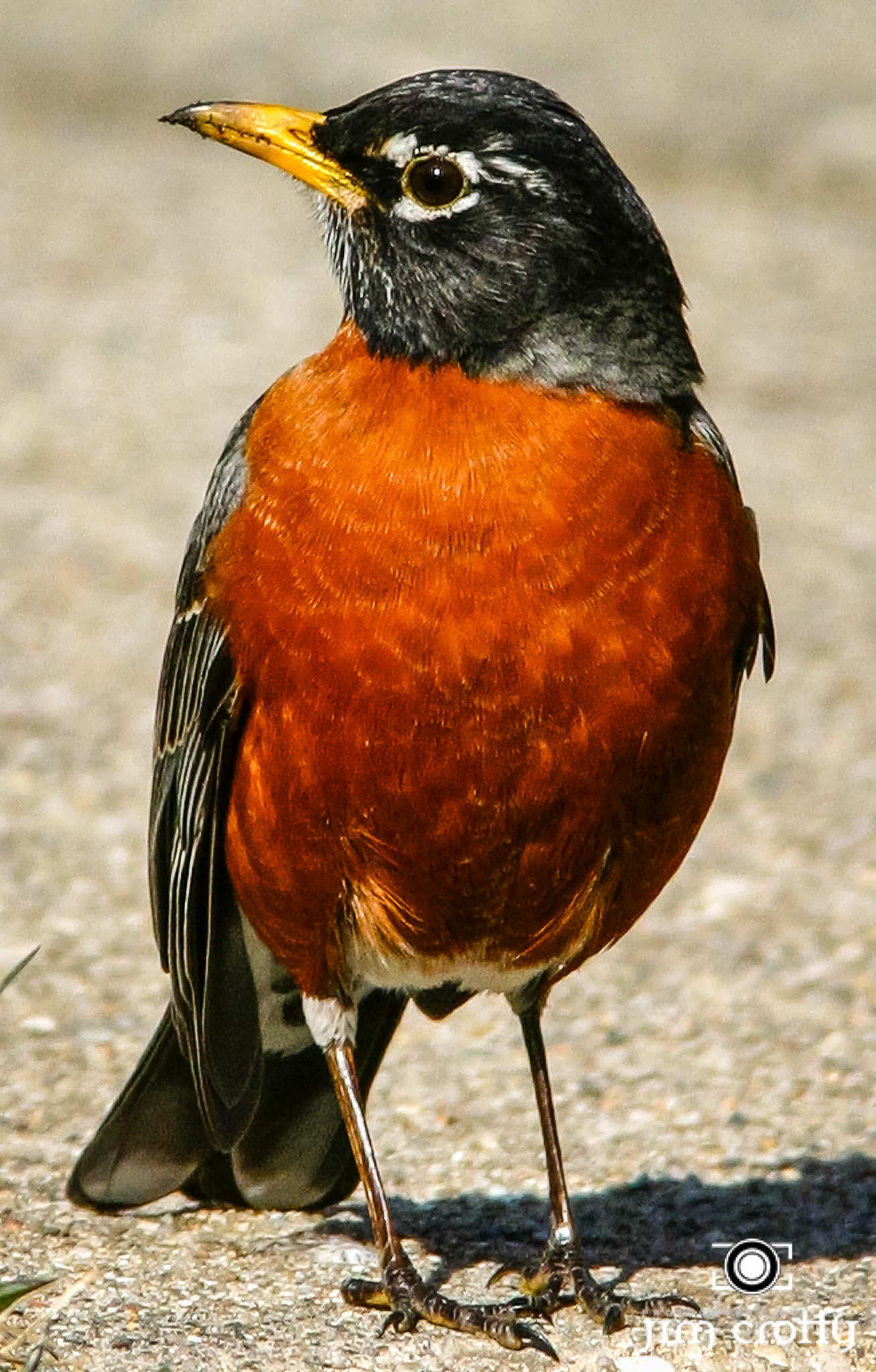 Avian Photography by Jim Crotty