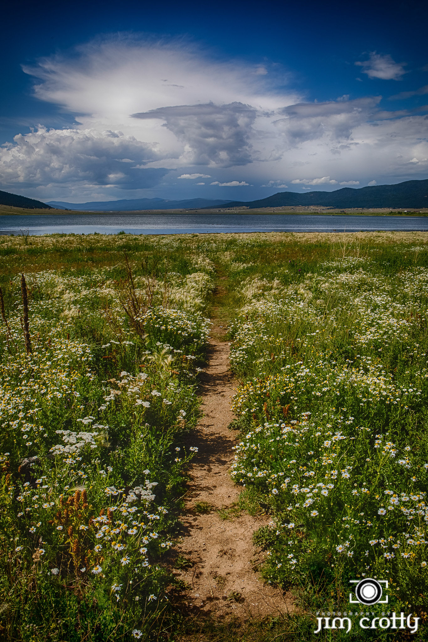 Meadow grass, flowers, and sky at Eagle Nest Lake, New Mexico by Jim Crotty