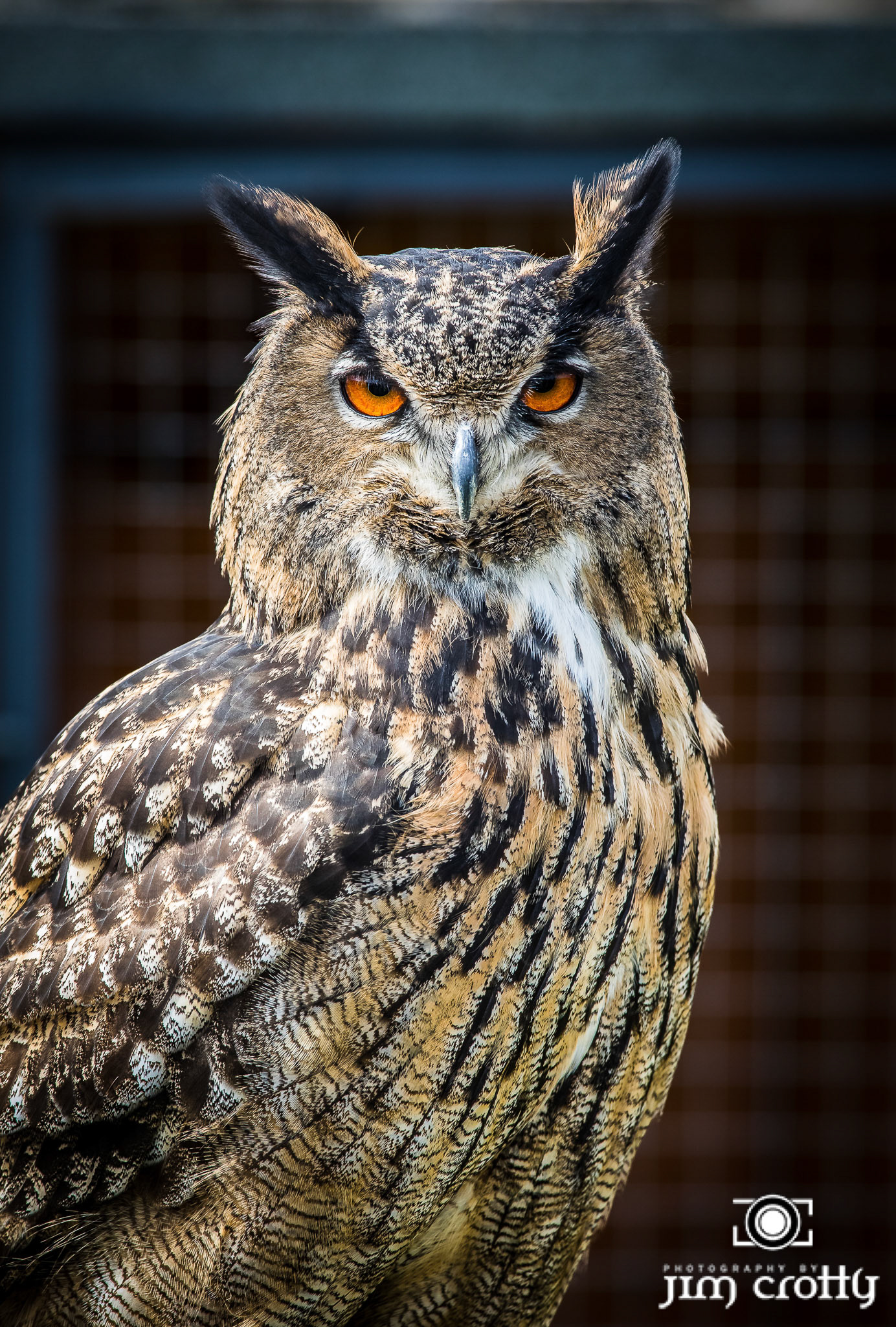 Skaill House Falconery on Orkney Island in Scotland