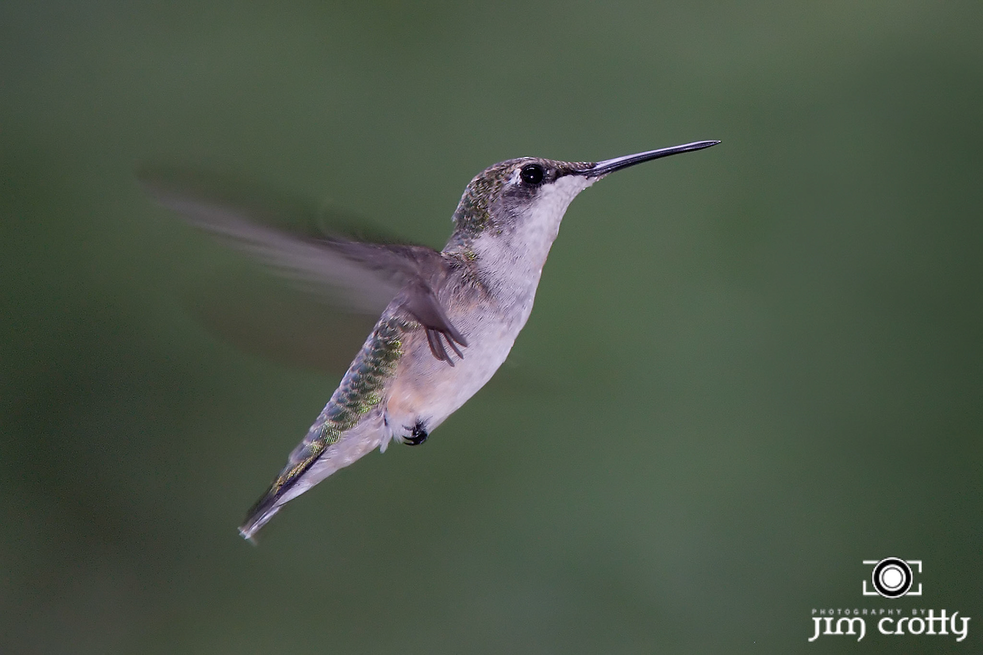 Avian Photography by Jim Crotty
