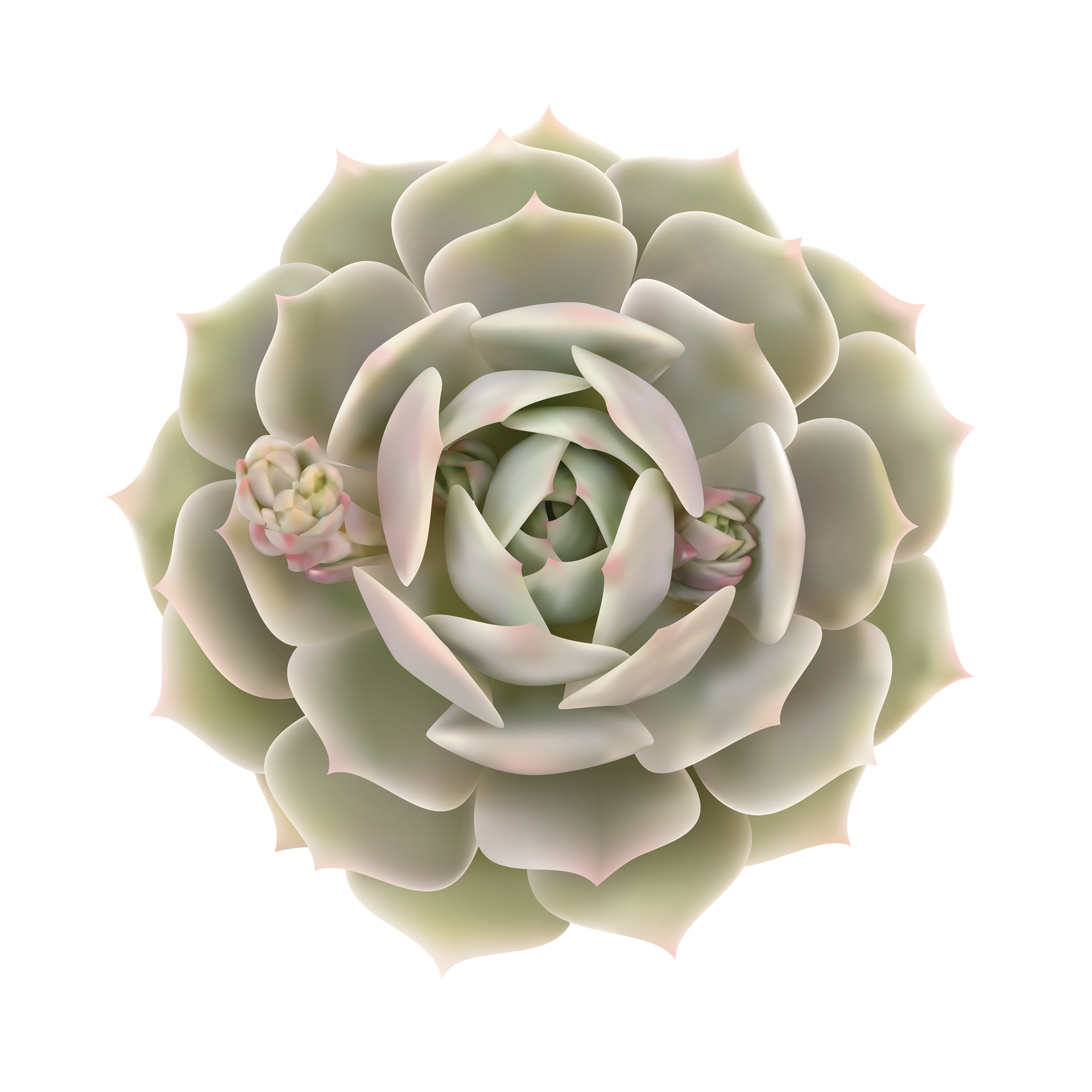 Gradient Mesh