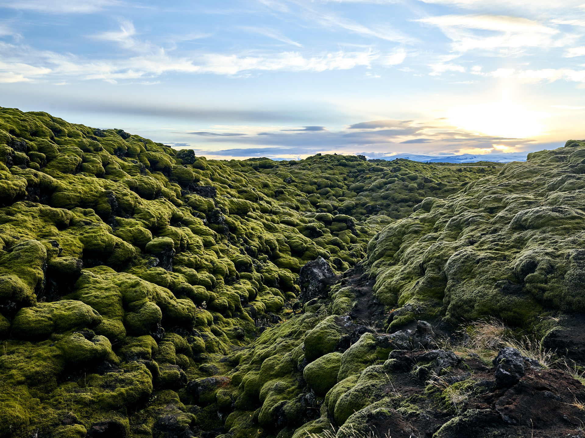 Moss-covered lava fields in Iceland resembling sleeping trolls in green landscape