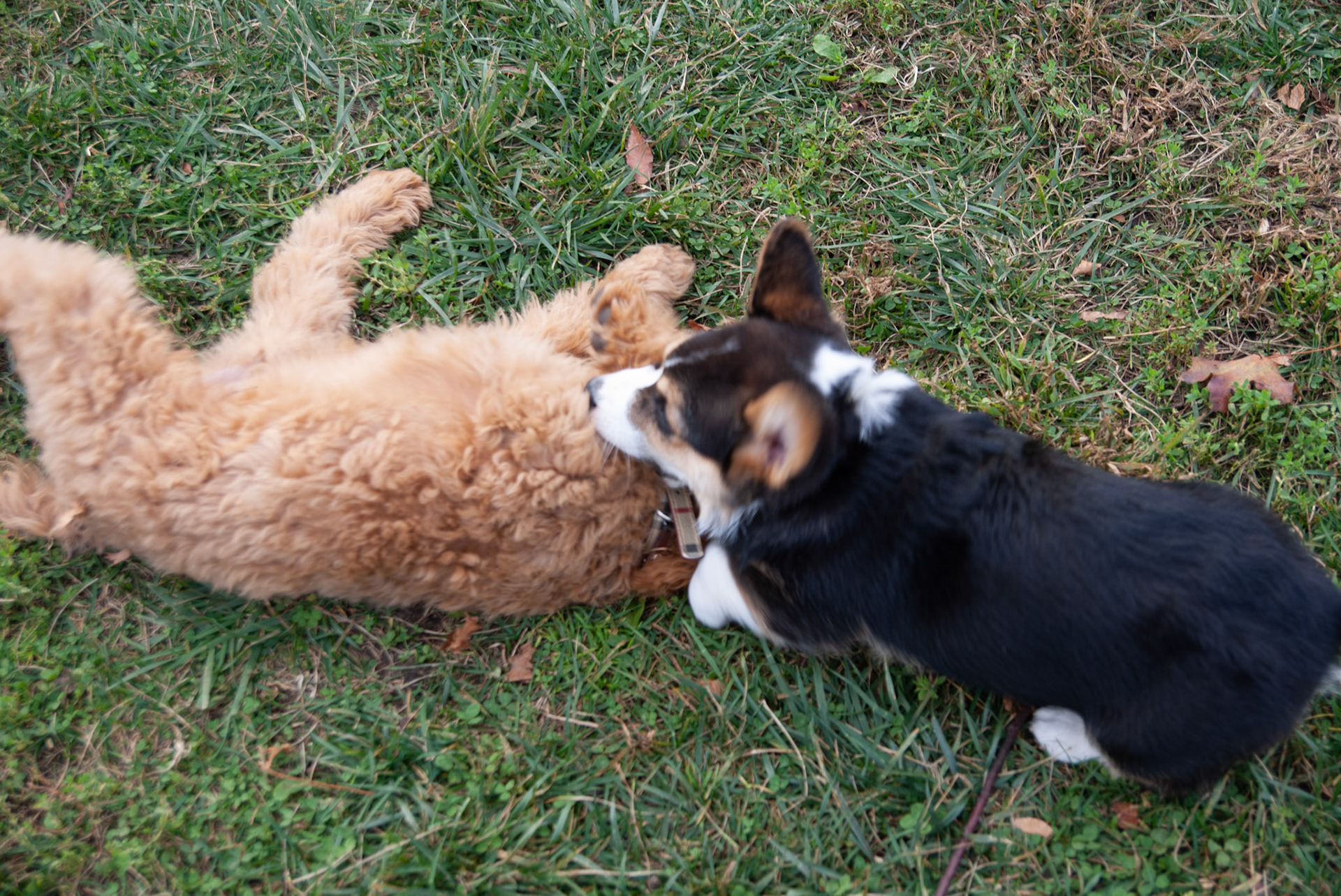 SONY DSC