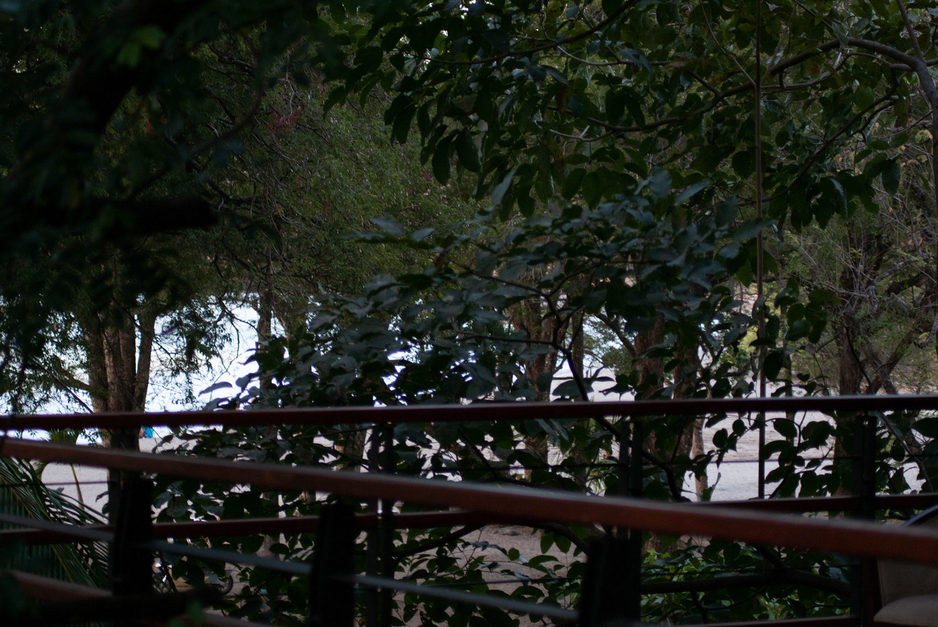 SONY DSC