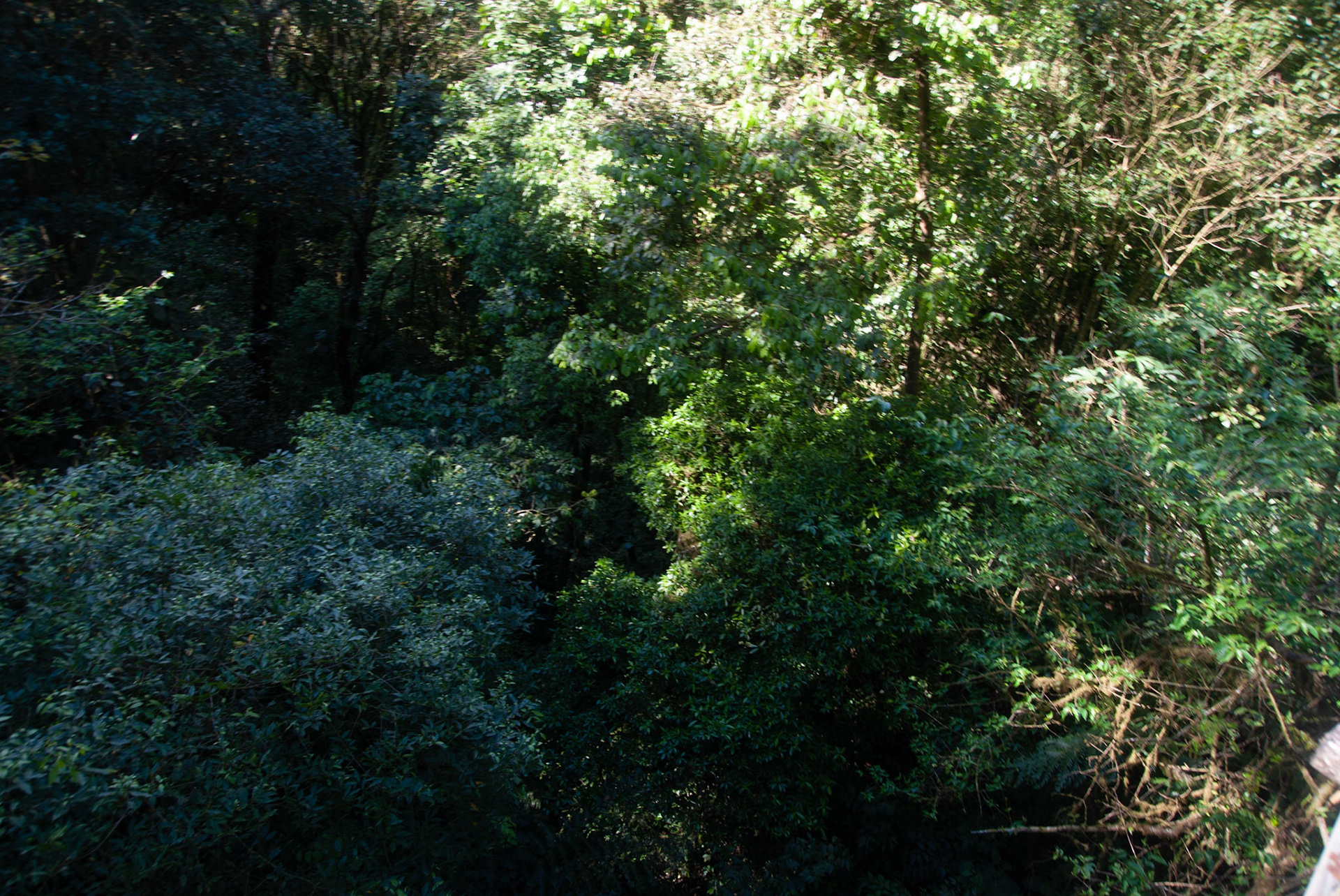 SONY DSC