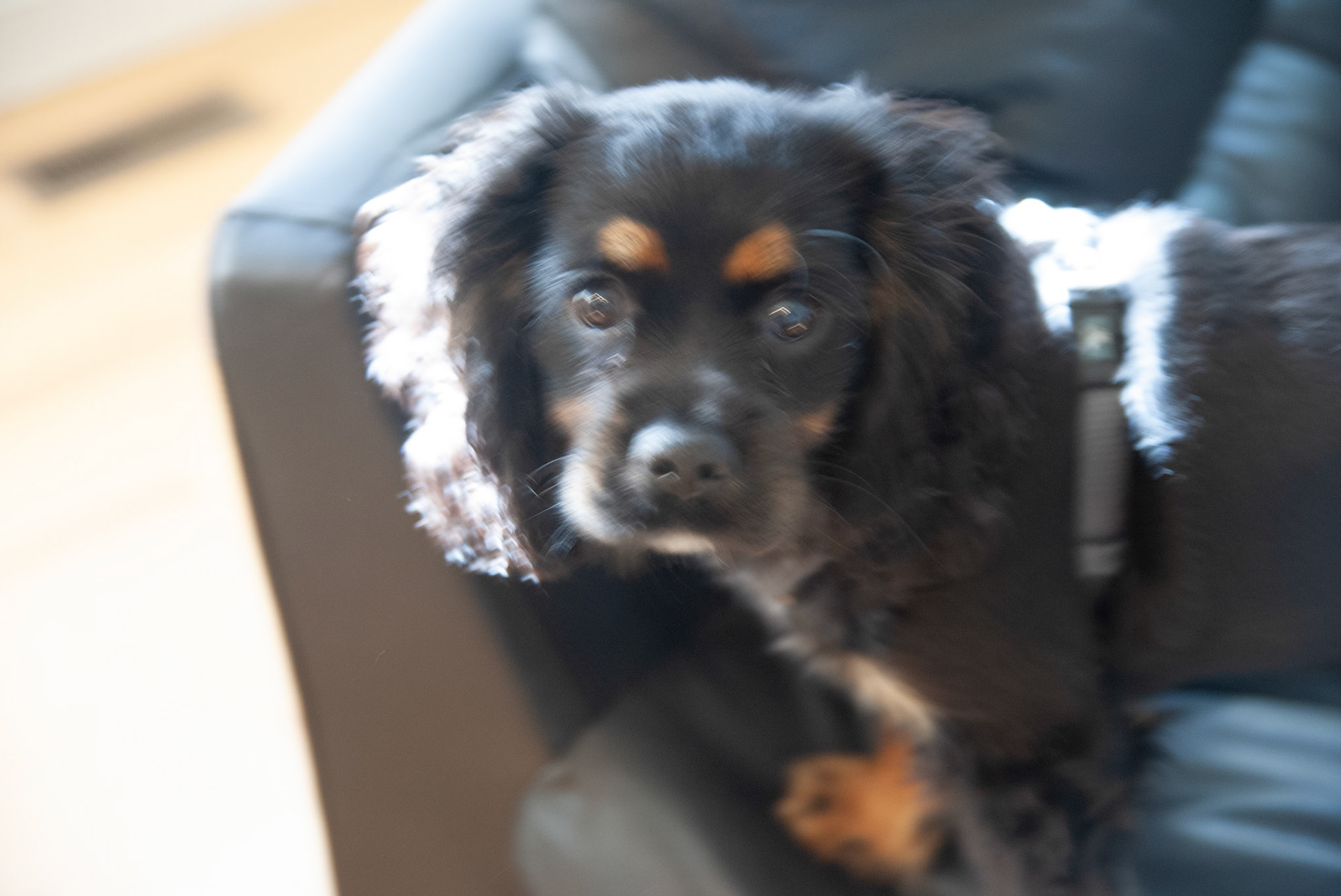 SONY DSC
