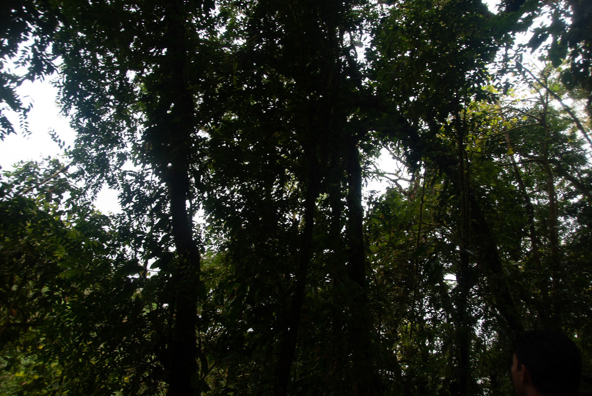 SONY DSC