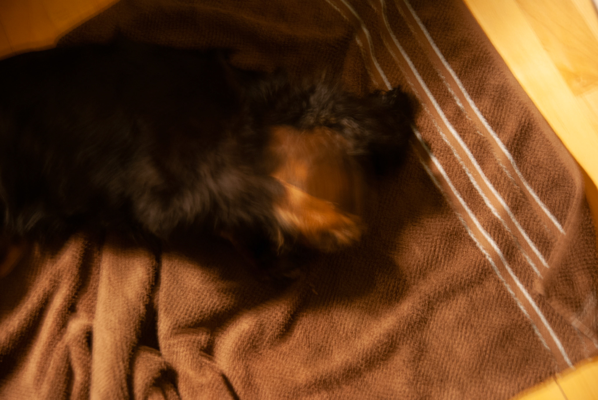SONY DSC