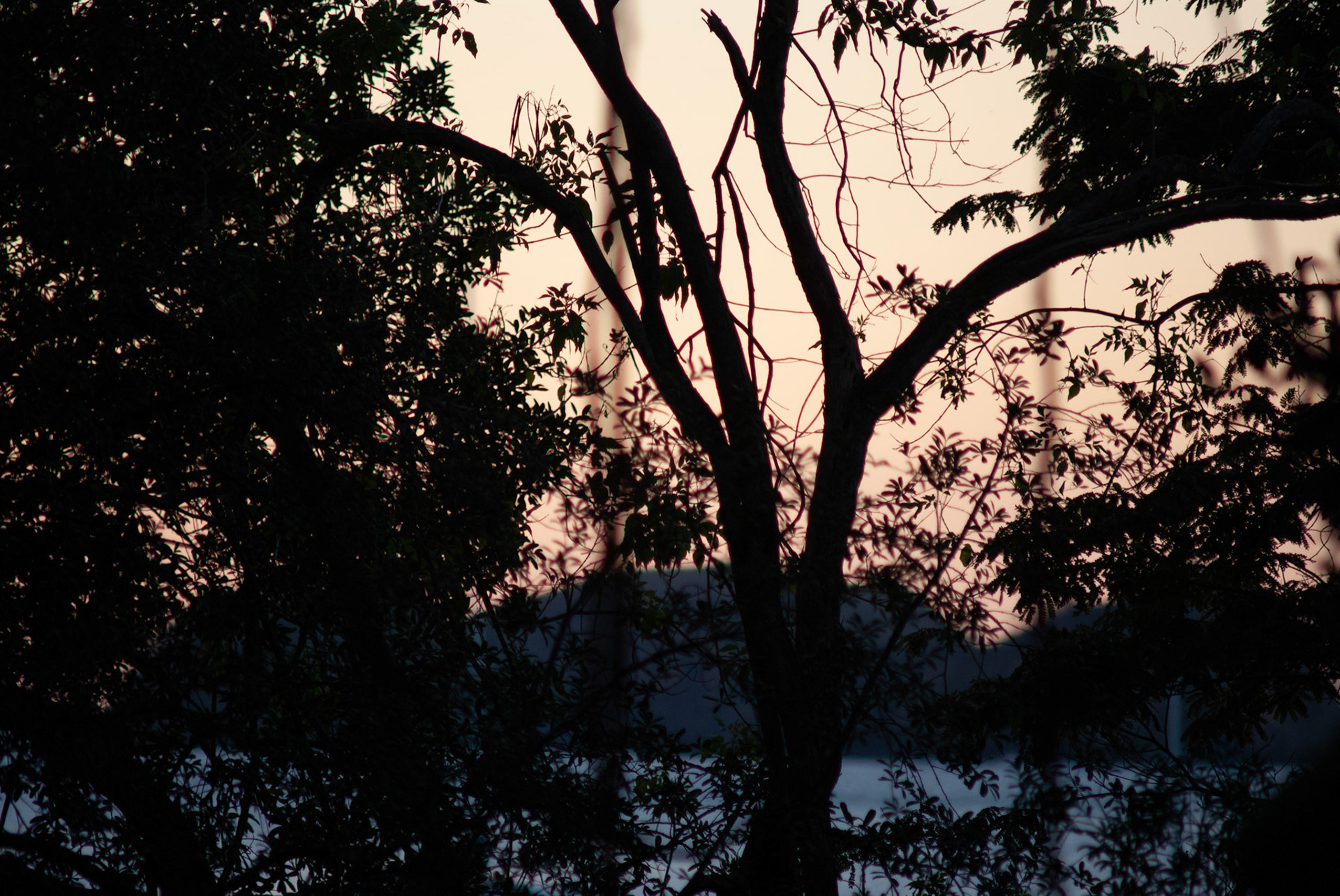 SONY DSC