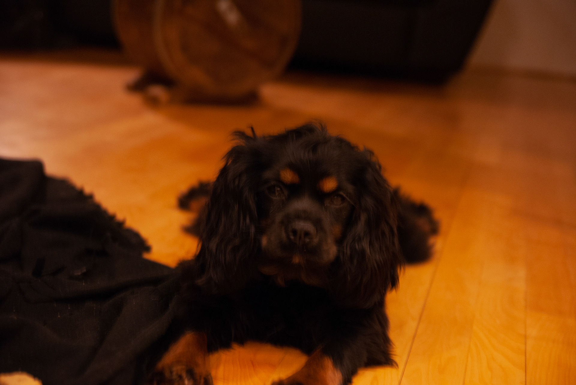 SONY DSC