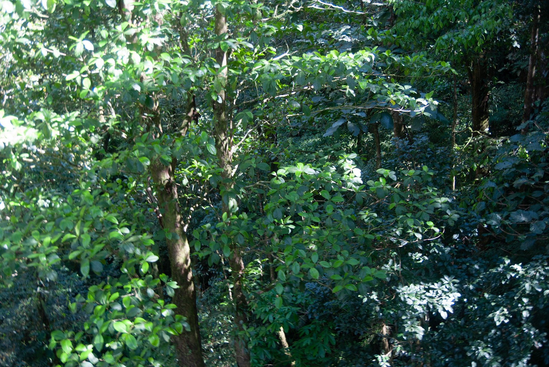 SONY DSC