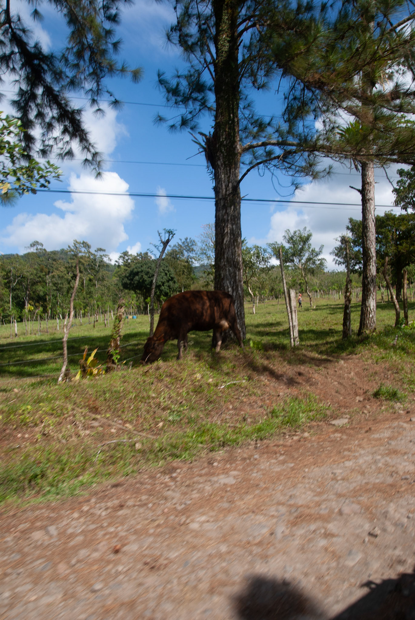 SONY DSC