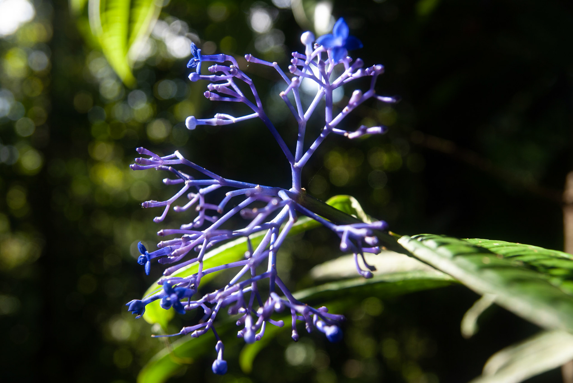 SONY DSC