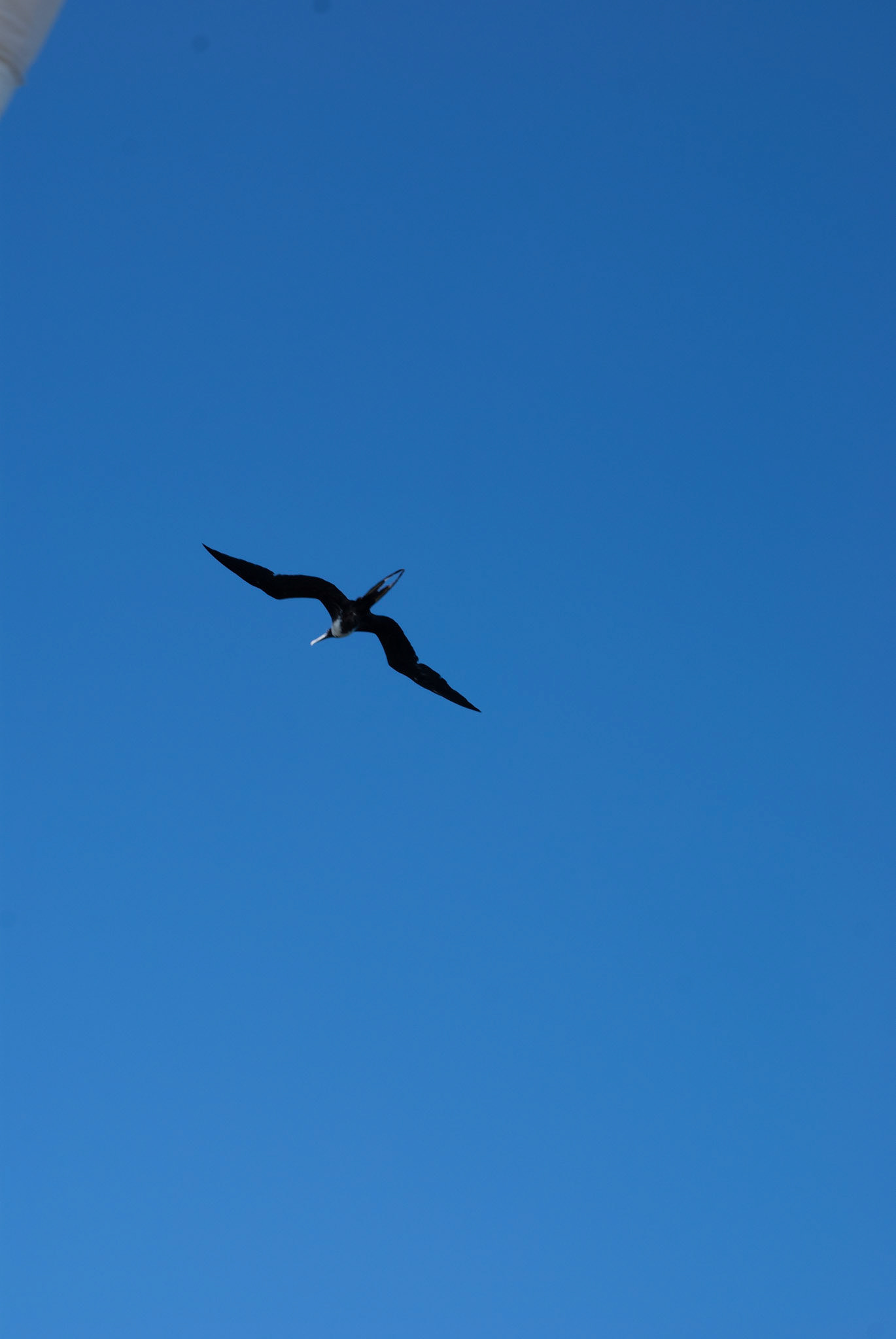 SONY DSC