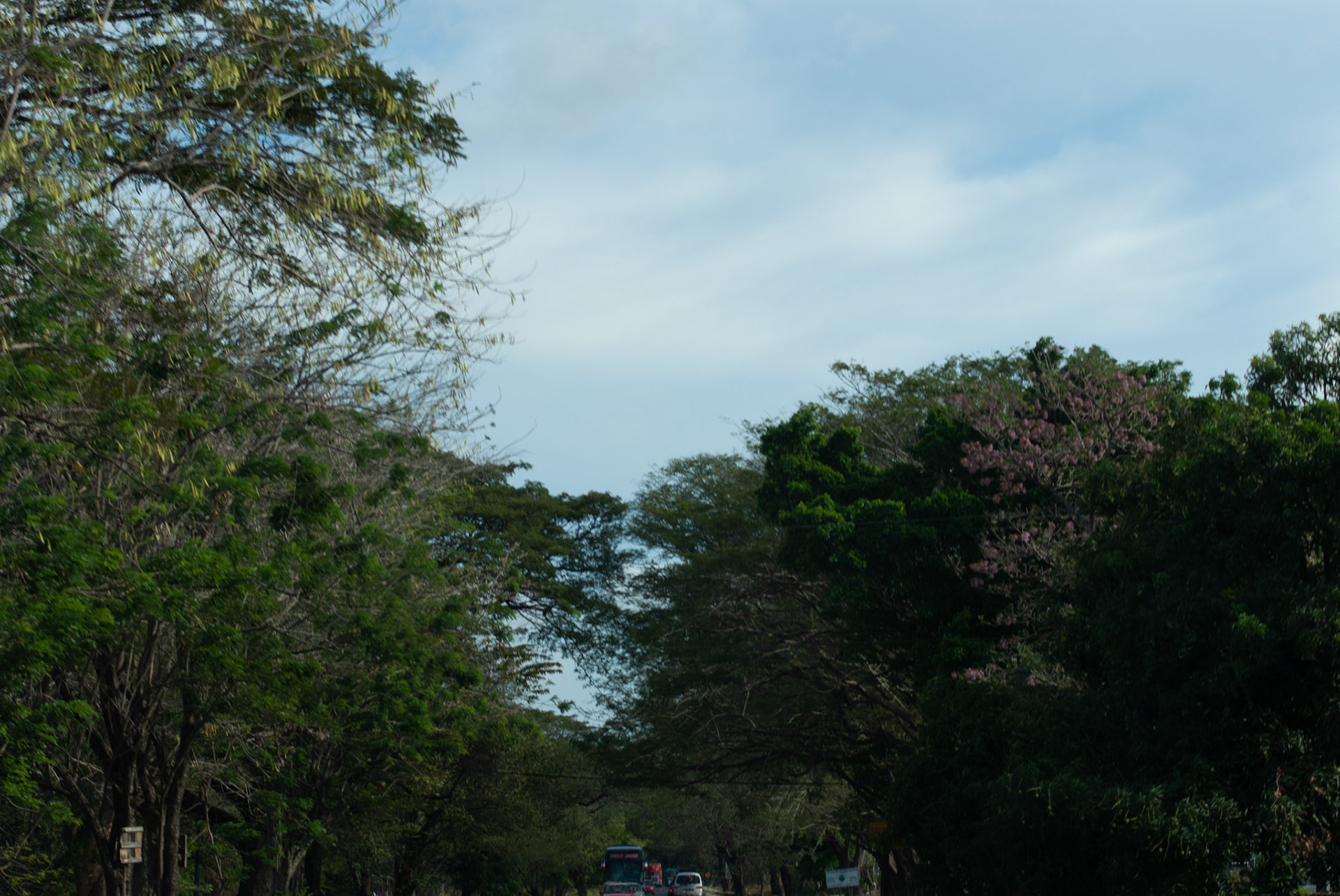 SONY DSC