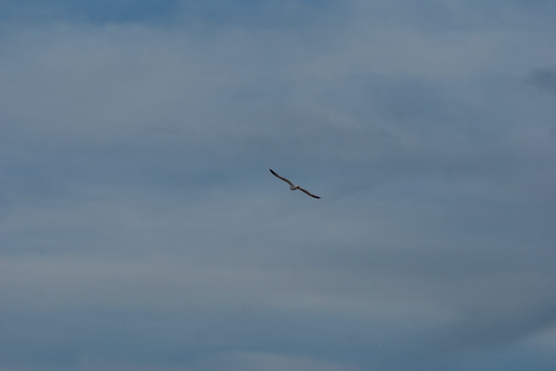 SONY DSC