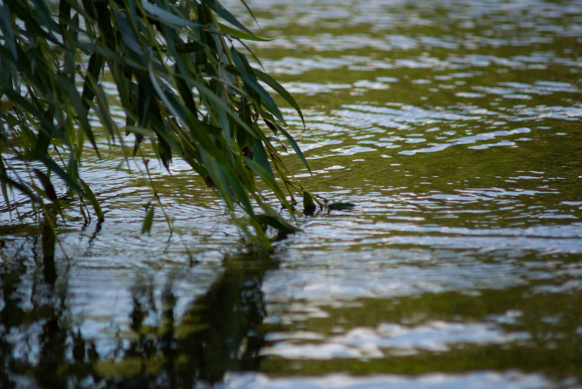 SONY DSC