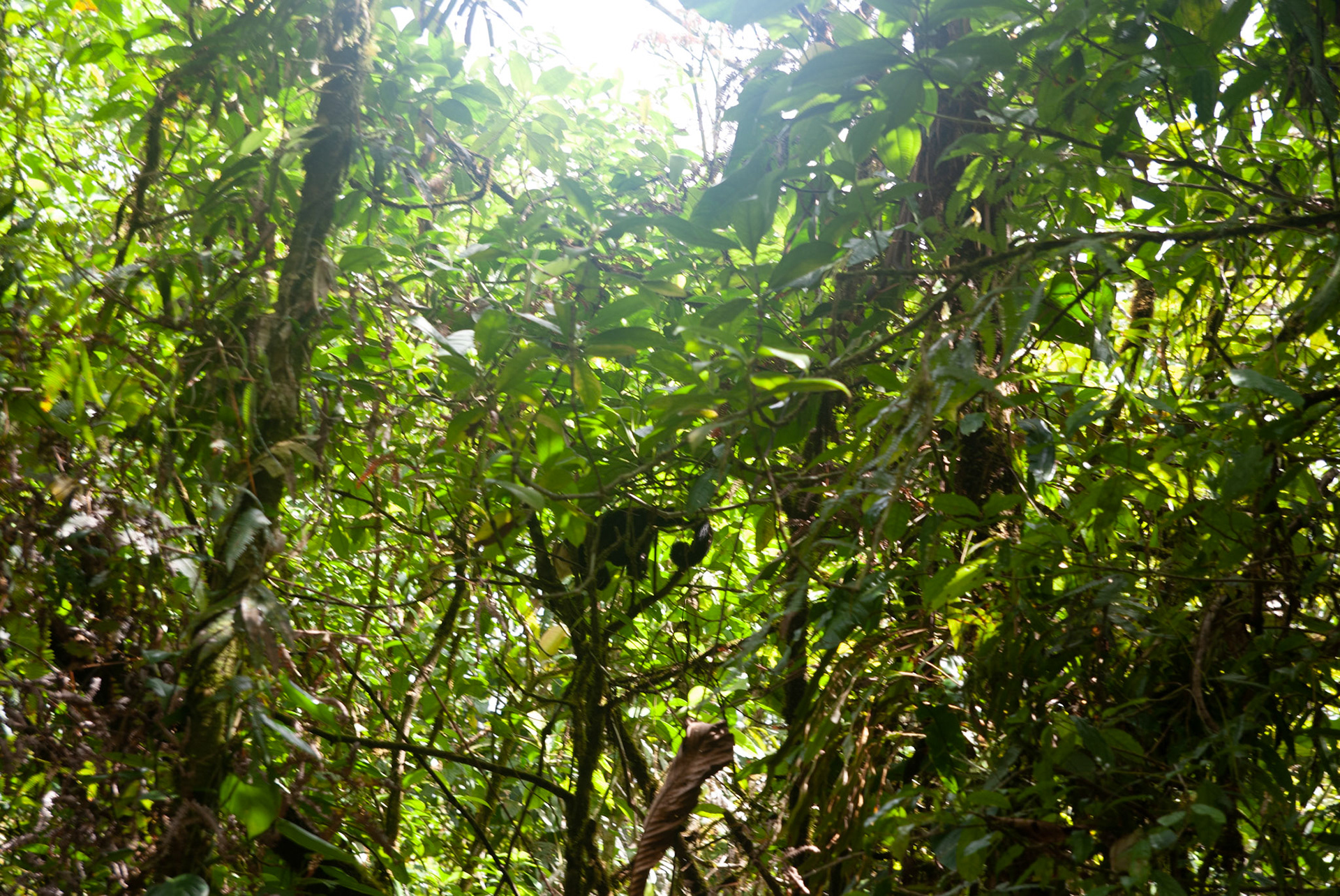 SONY DSC