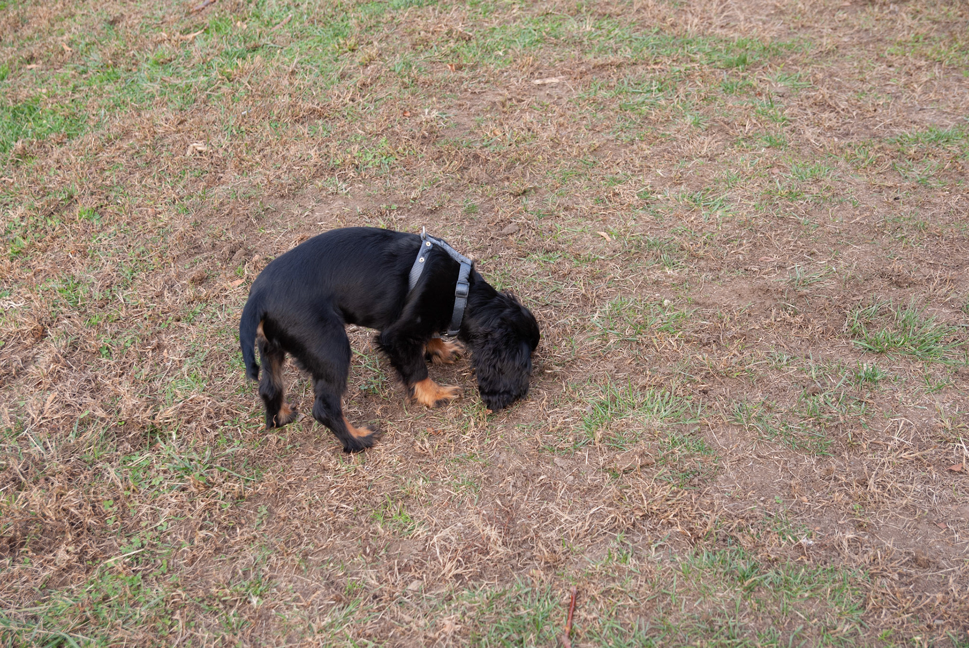 SONY DSC