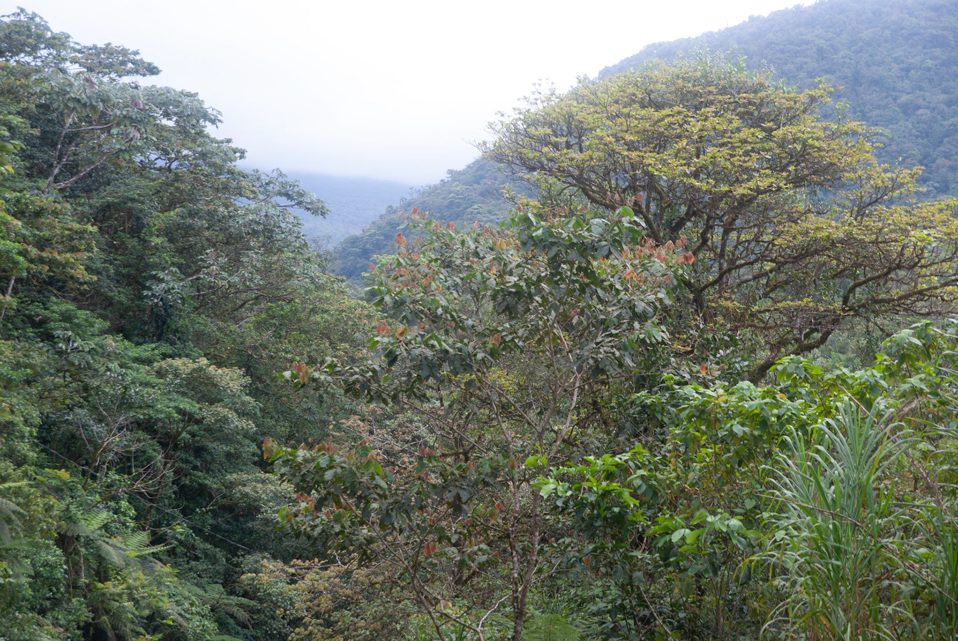 SONY DSC