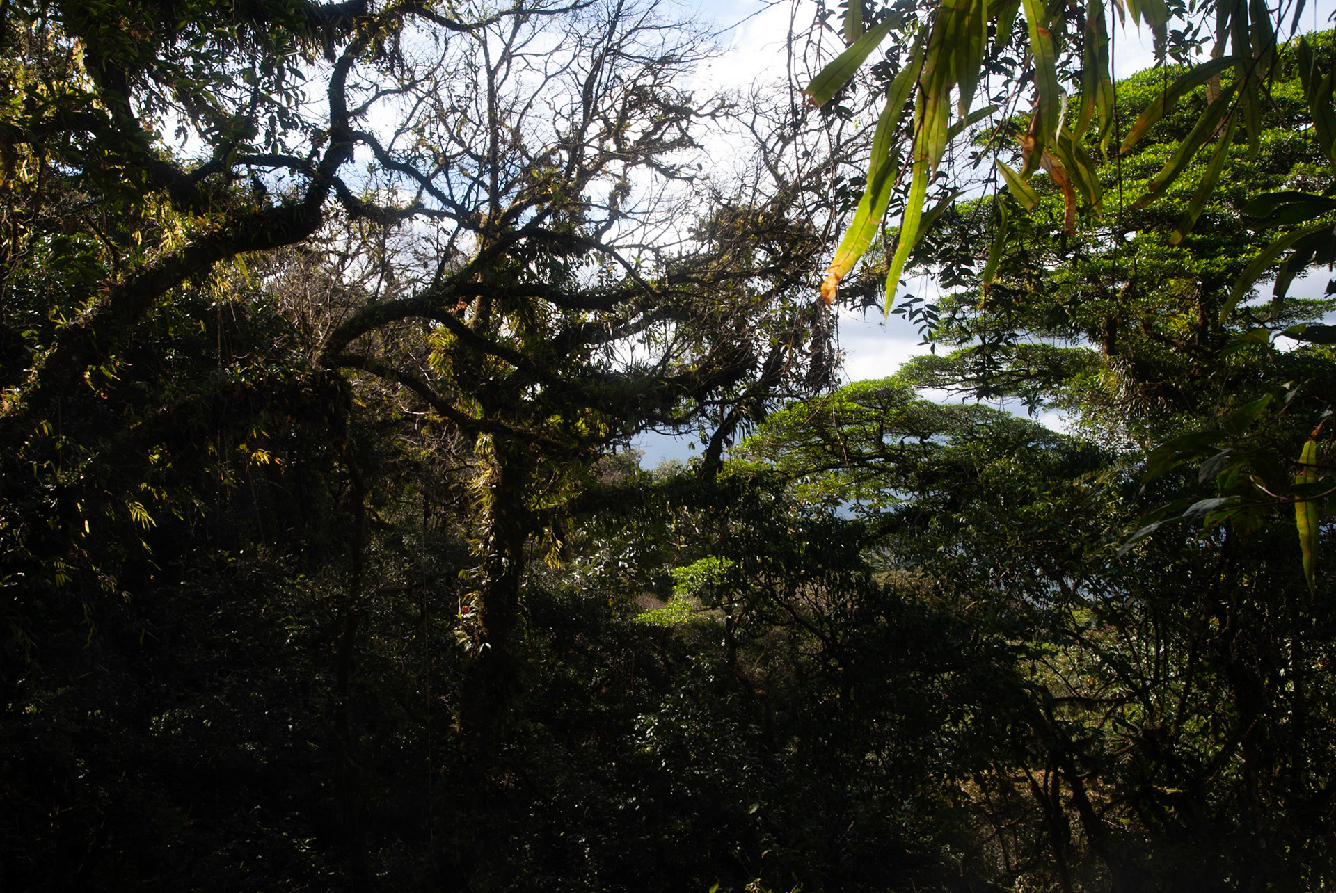 SONY DSC