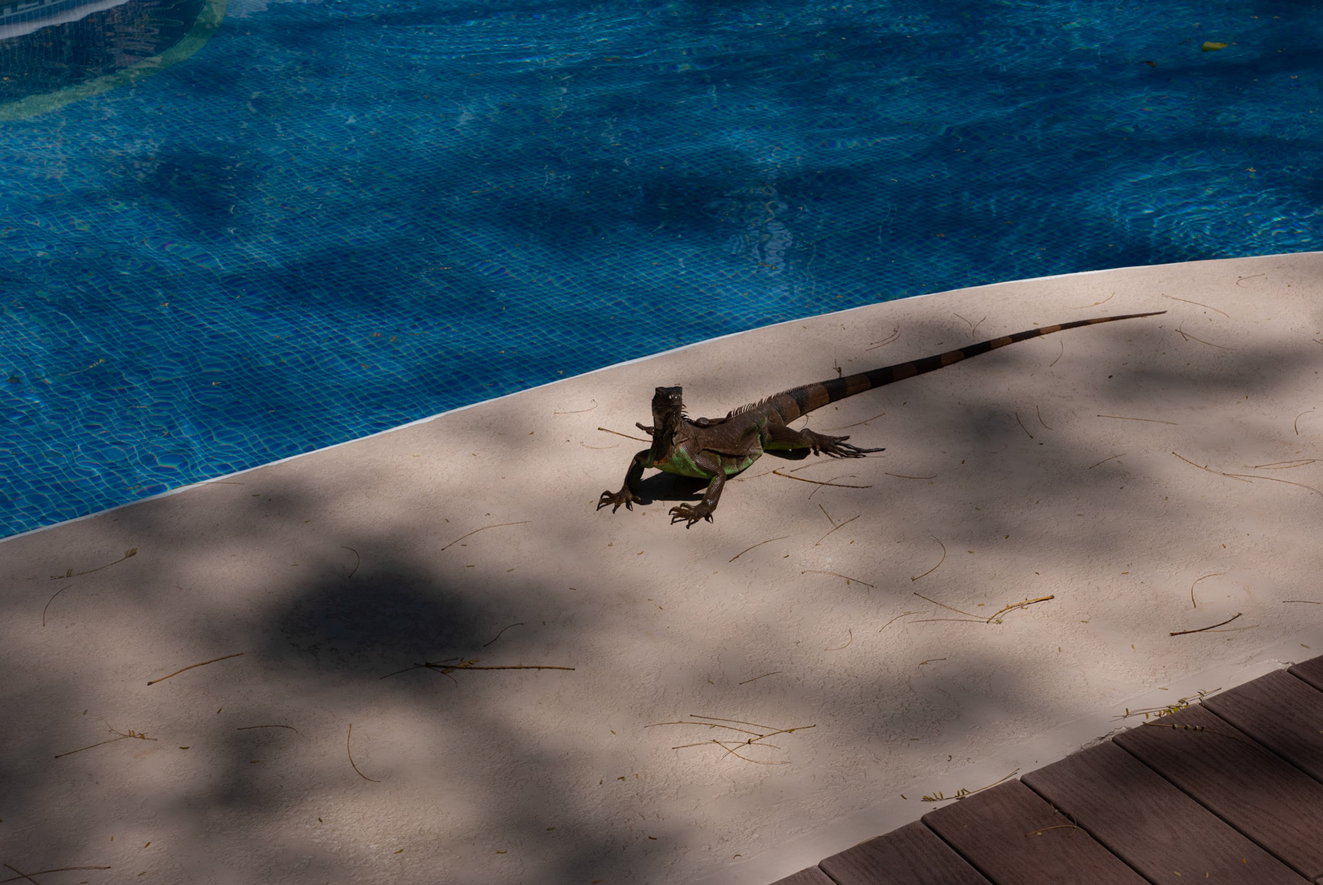 SONY DSC