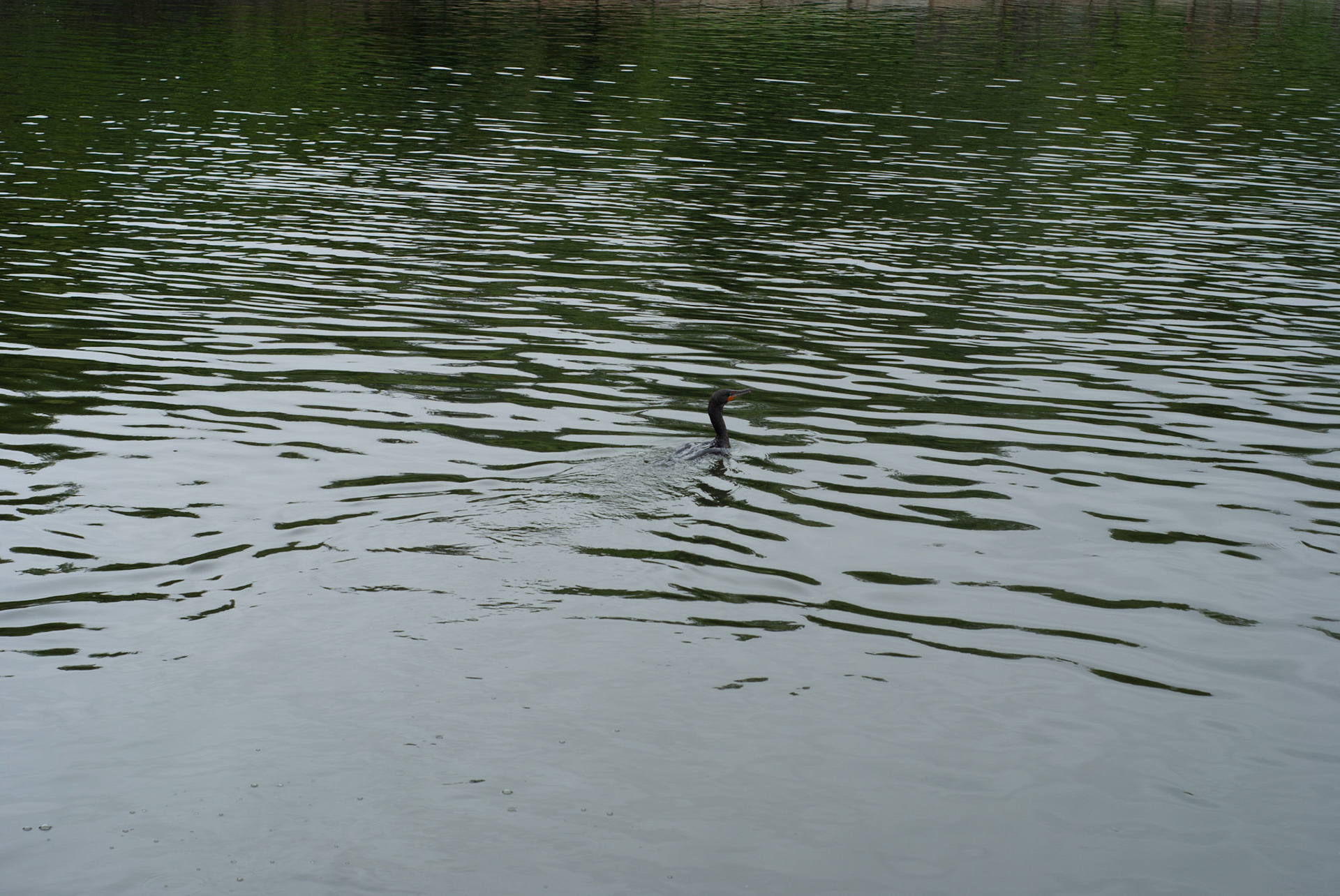 SONY DSC