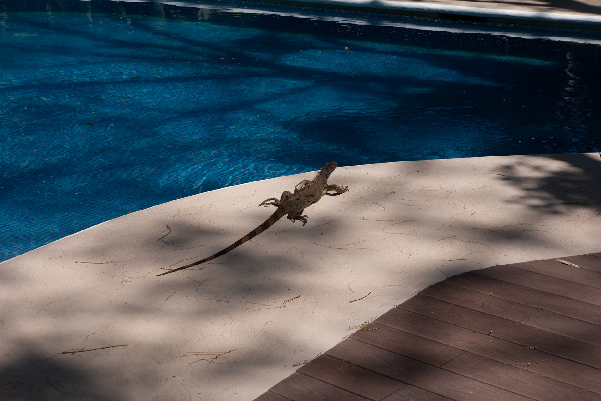 SONY DSC