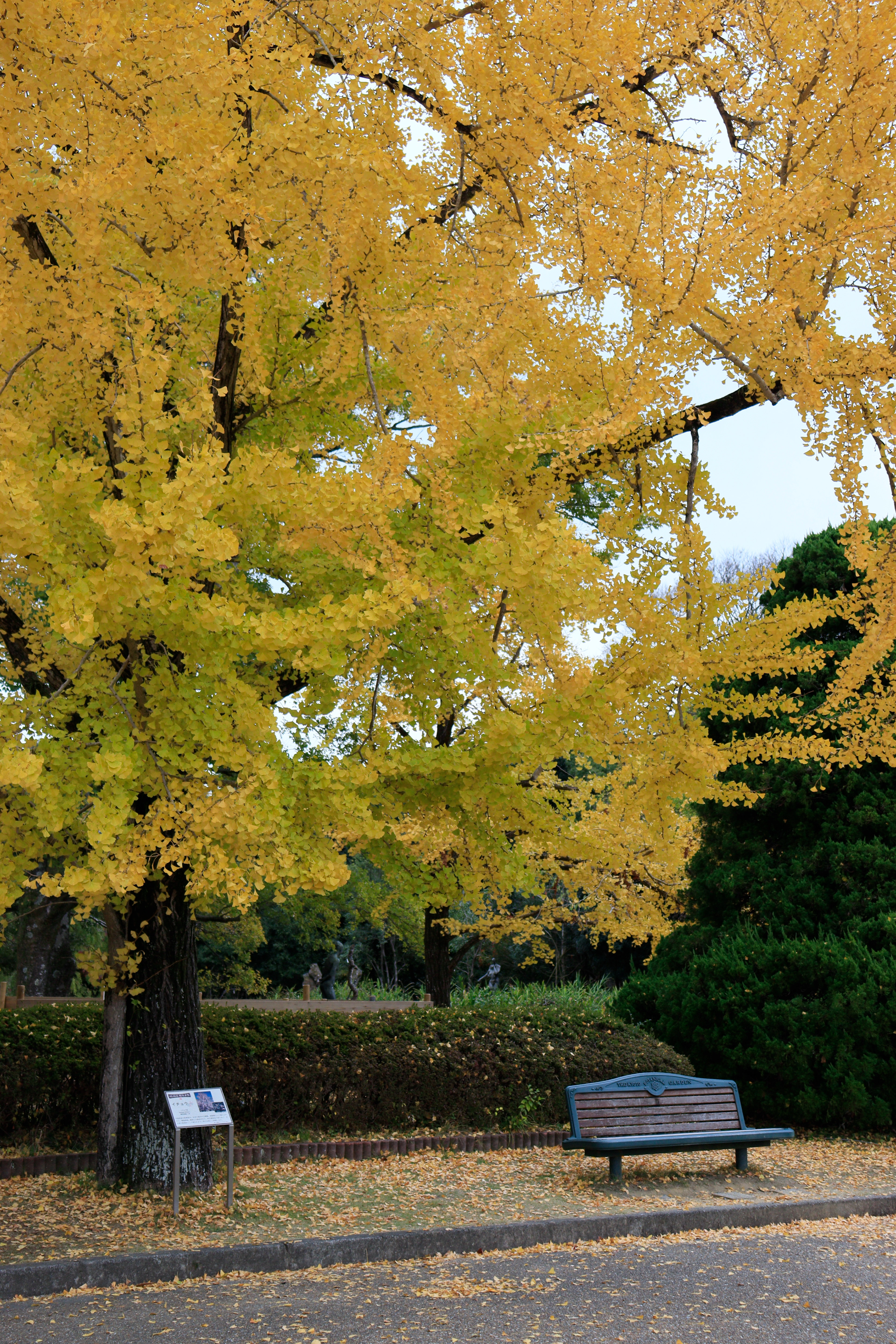 Kyōto botanical garden