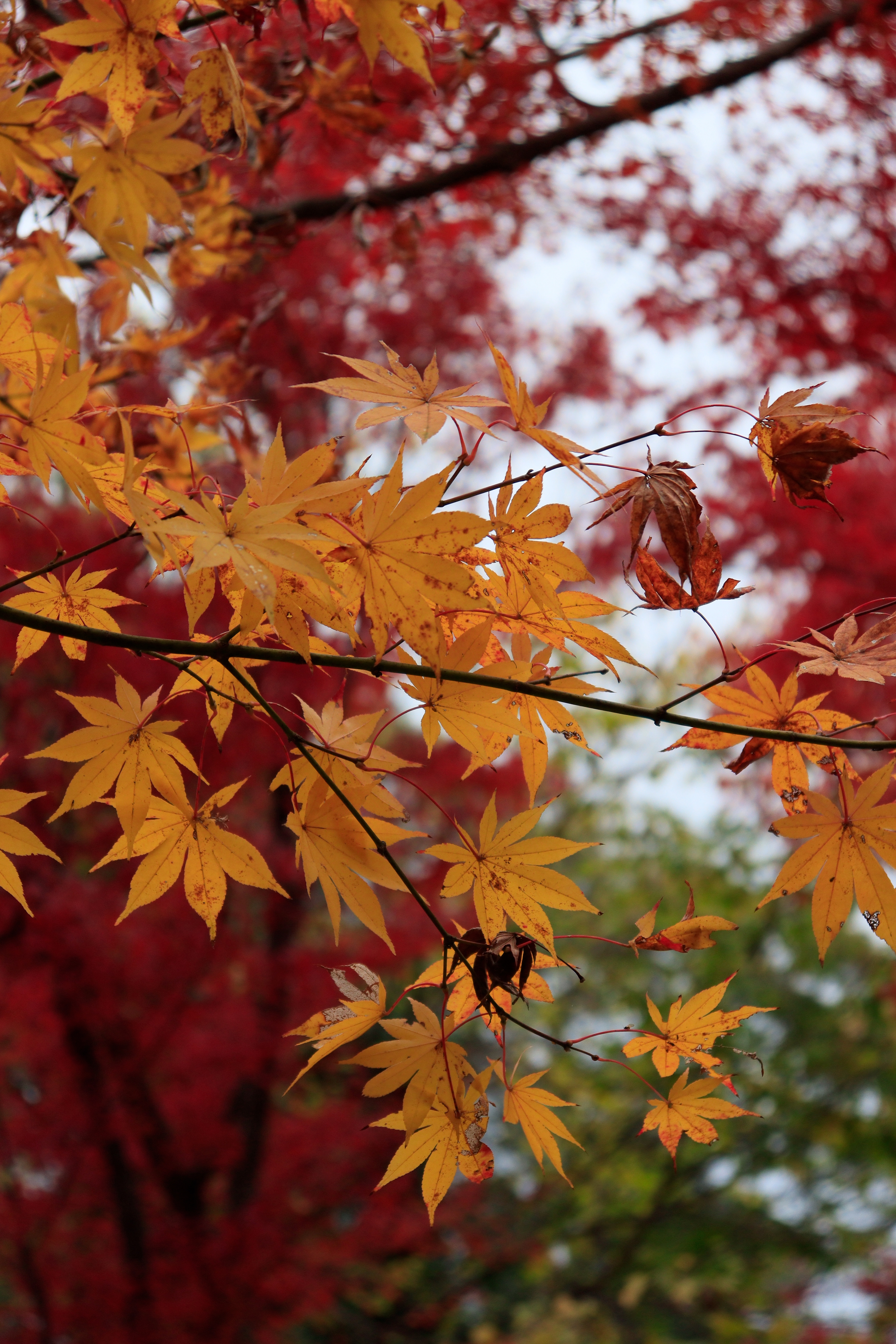 Kyōto botanical garden