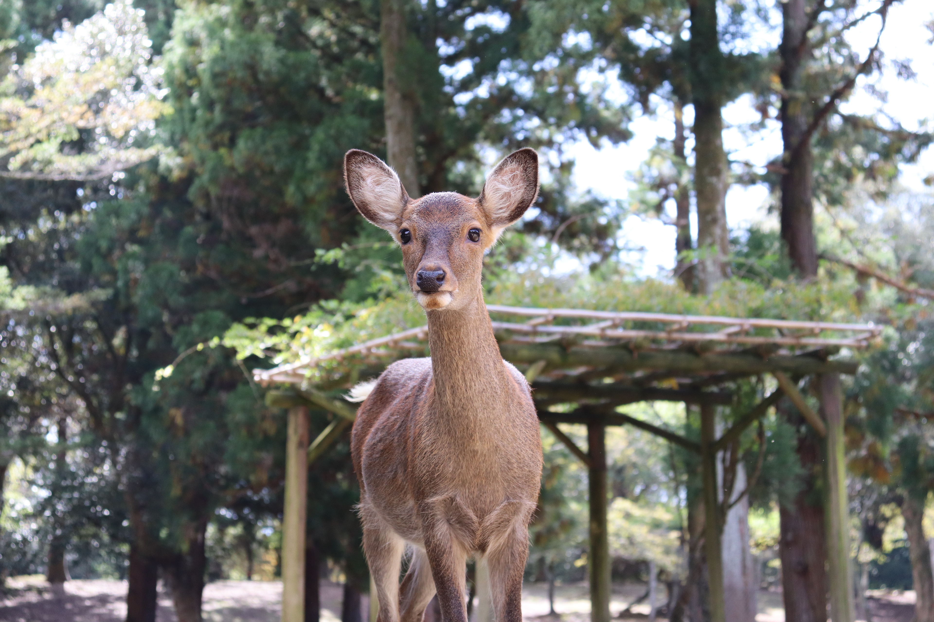 Nara Park
